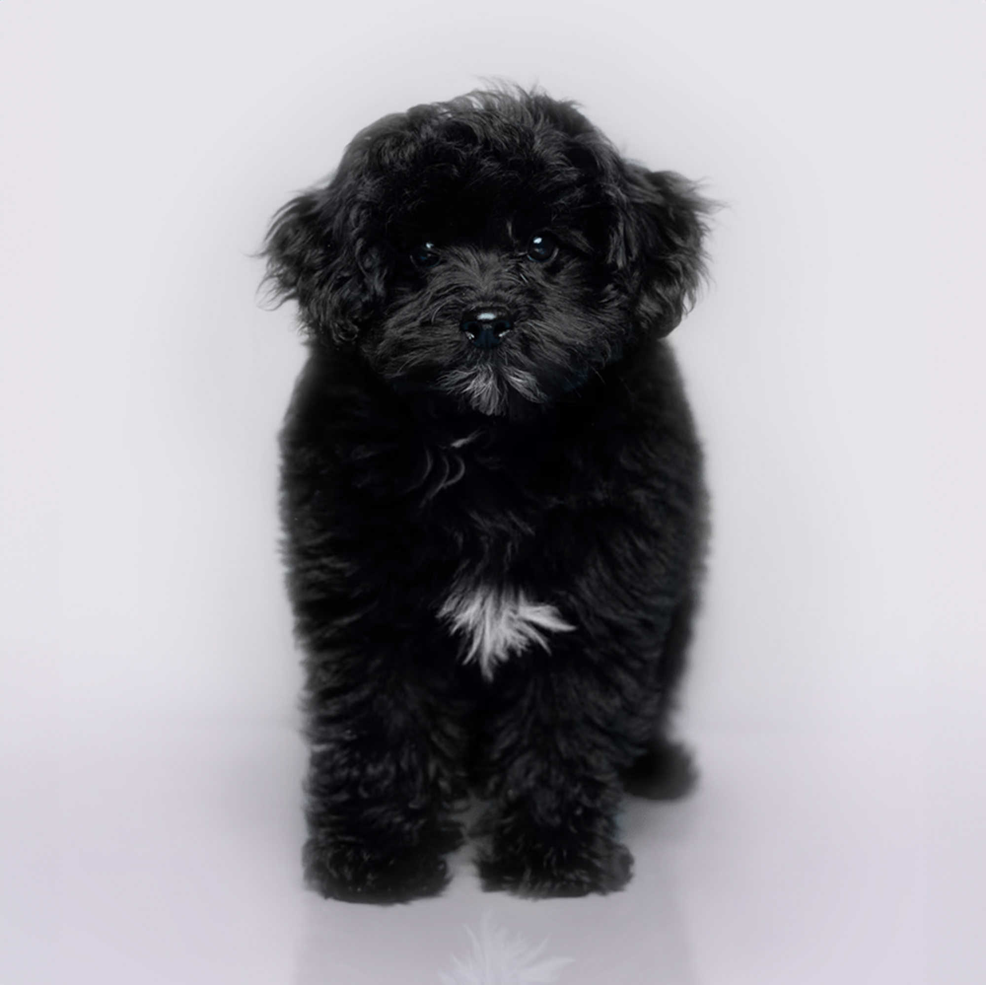 Pompoo puppies for sale