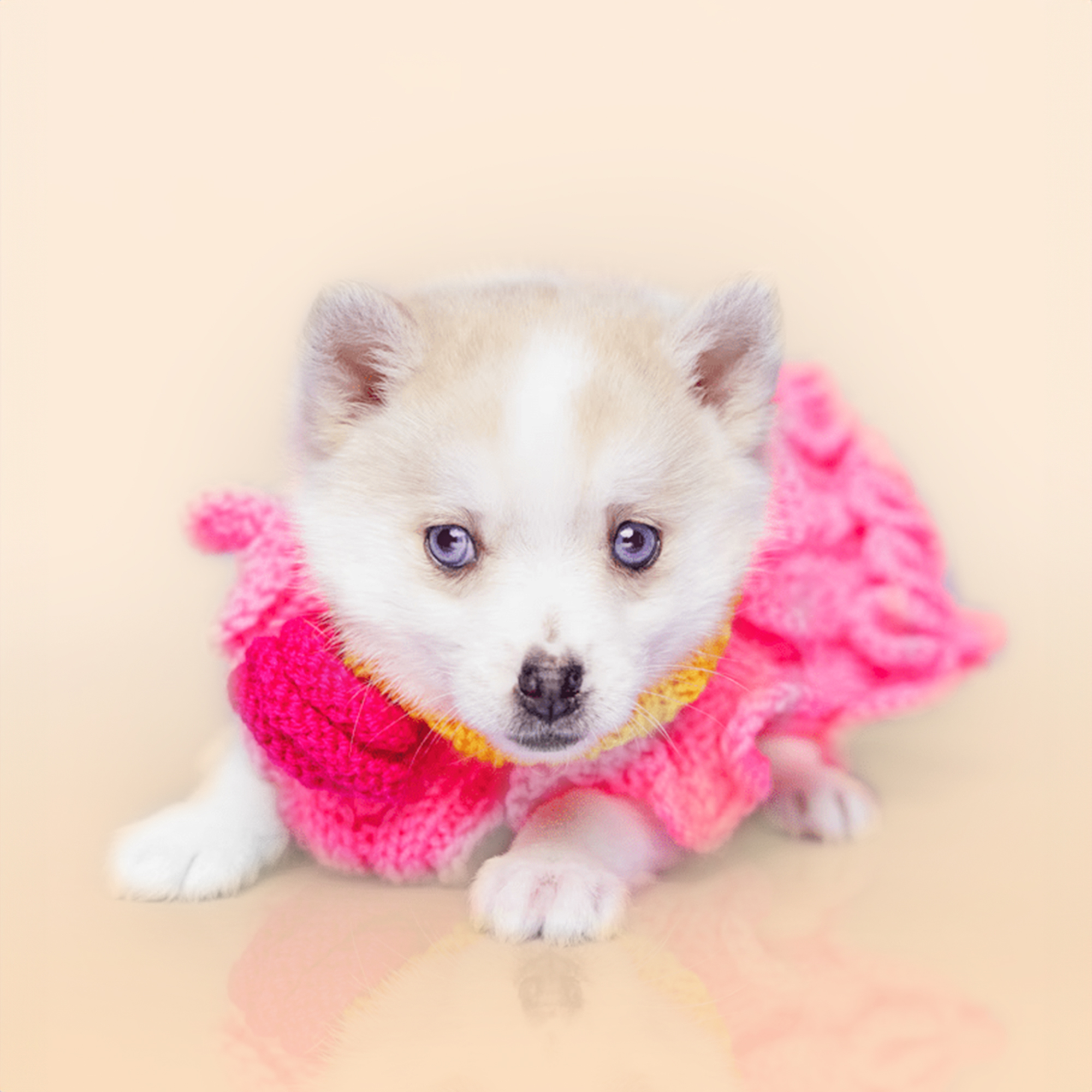 Pomsky puppies for sale