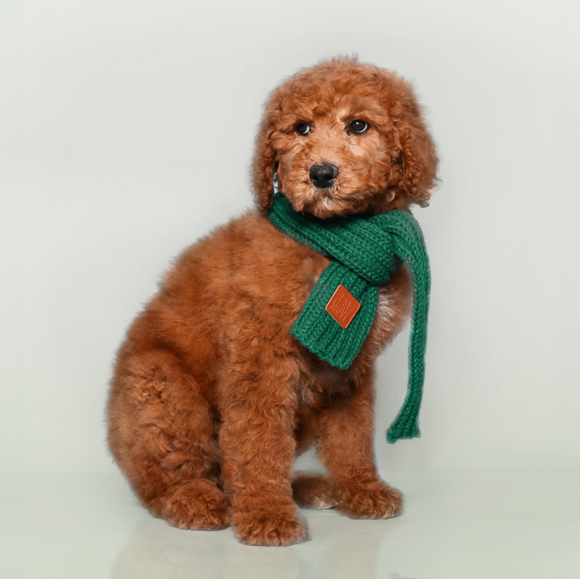 Poodle puppies for sale