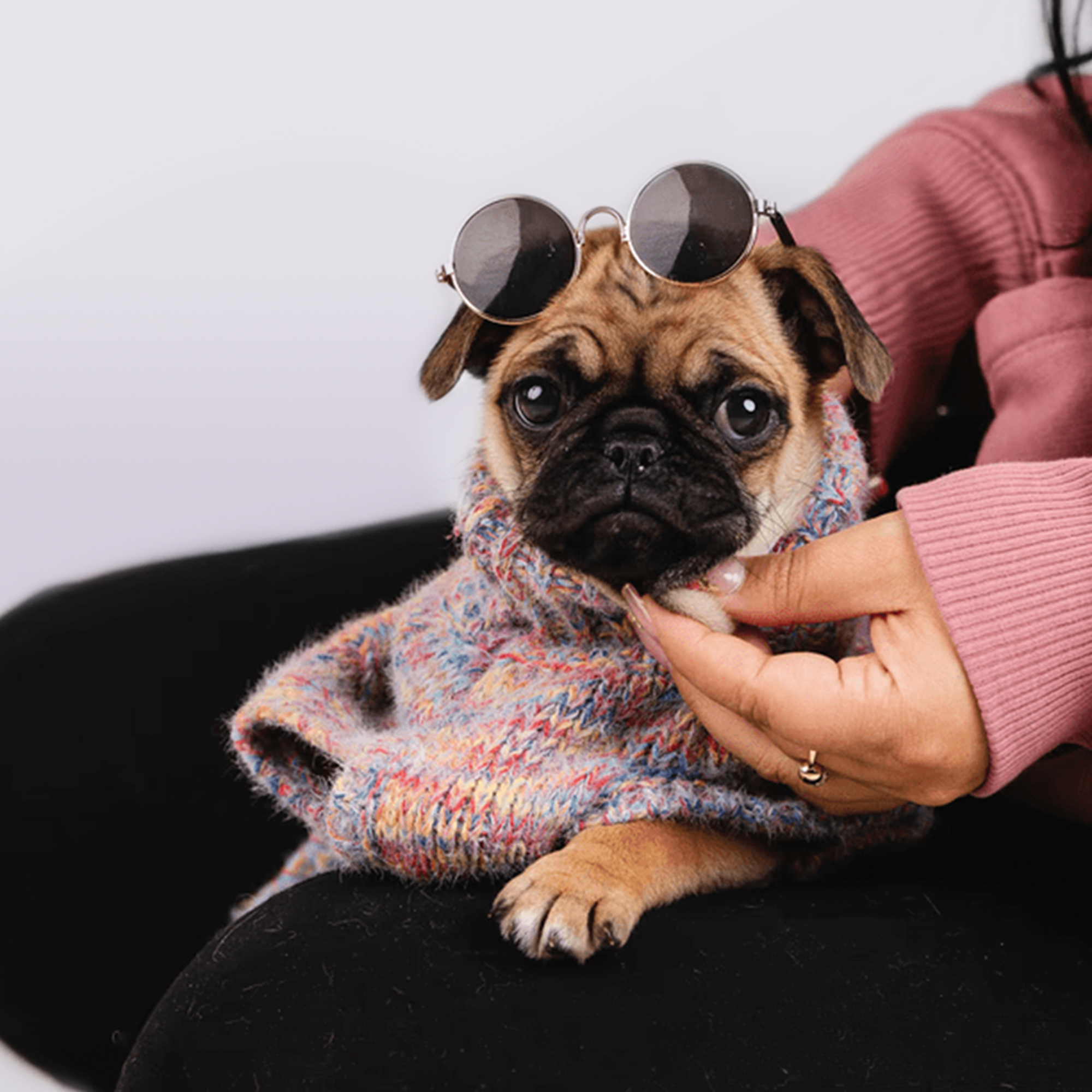 Pug puppies for sale