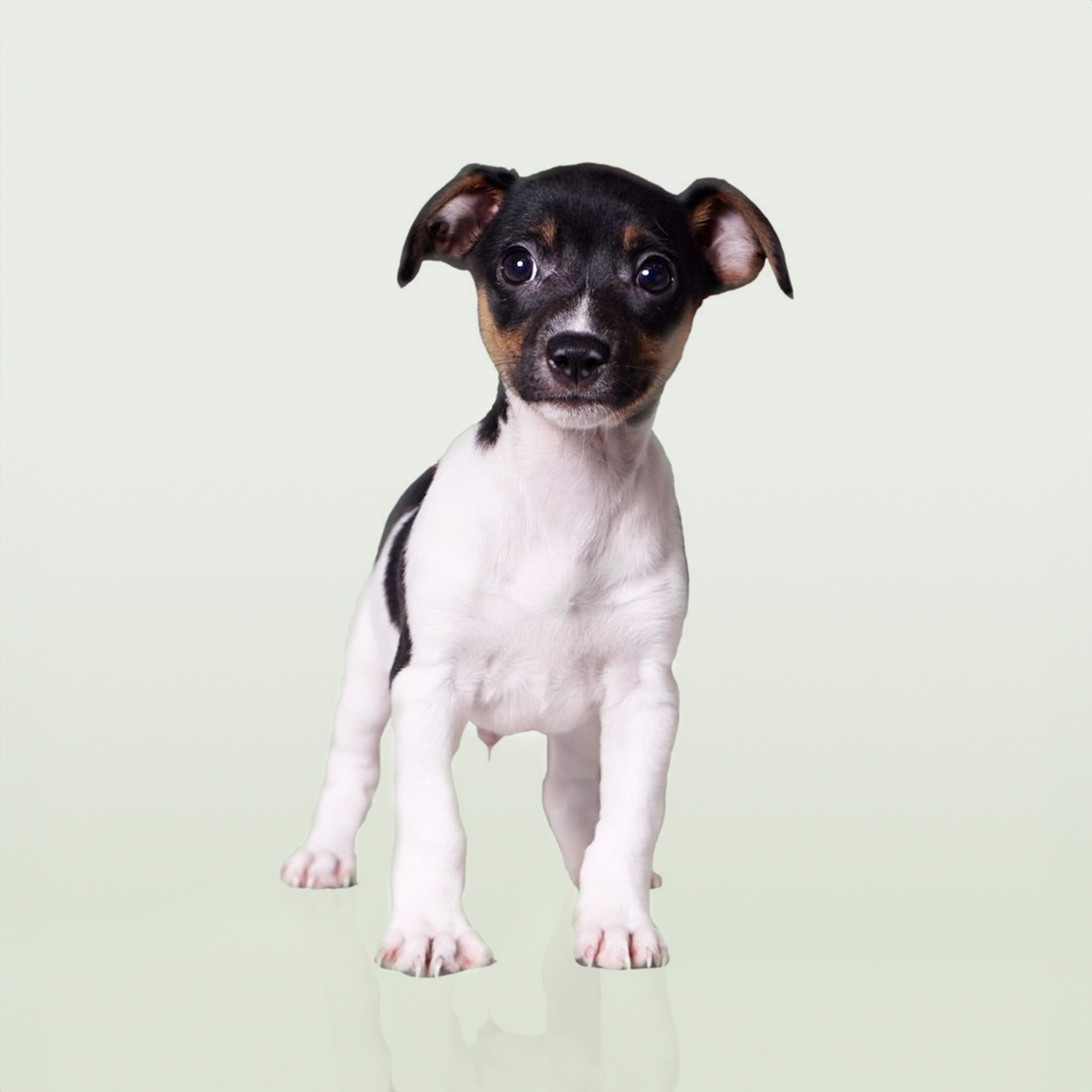 Rat Terrier puppies for sale
