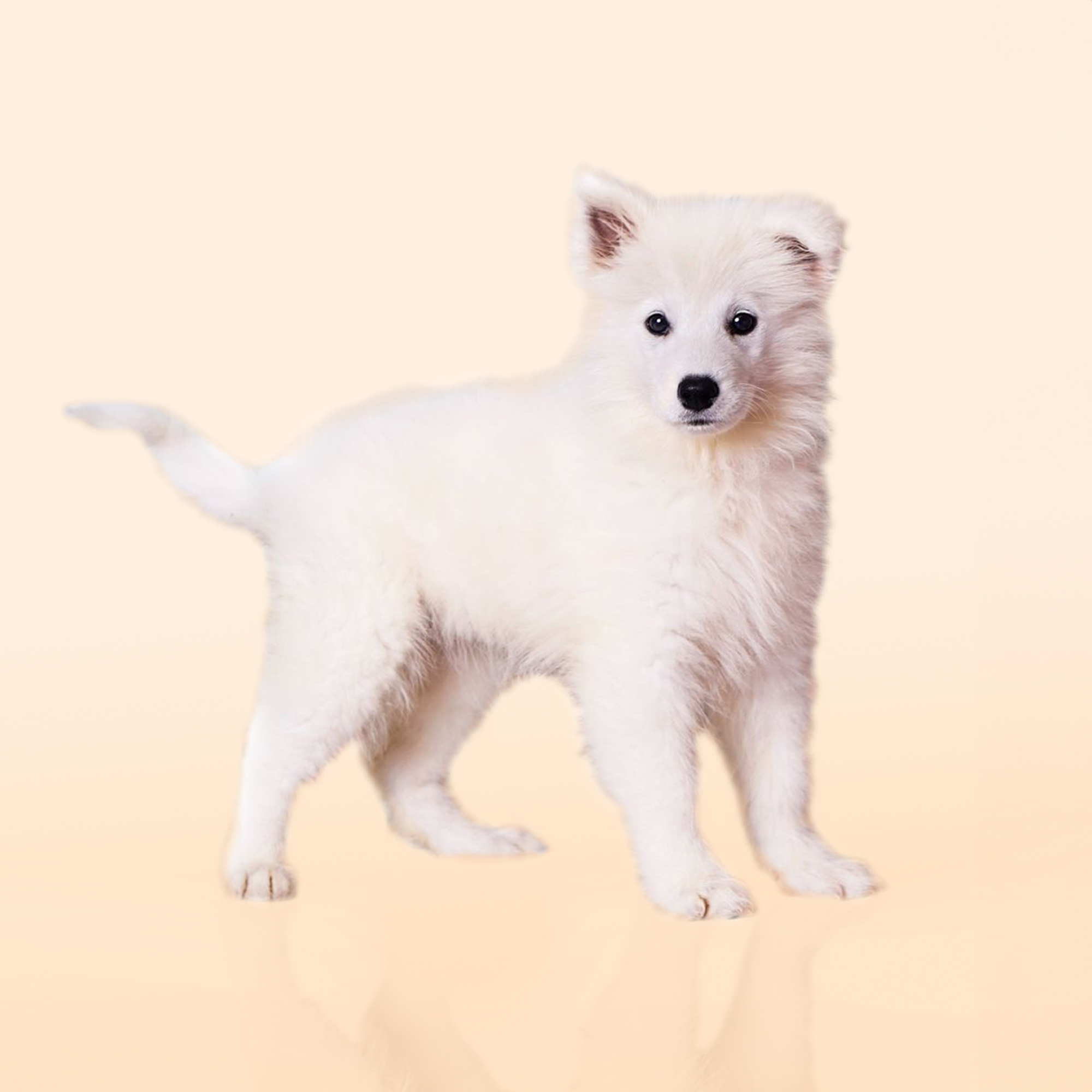 Samoyed puppies for sale