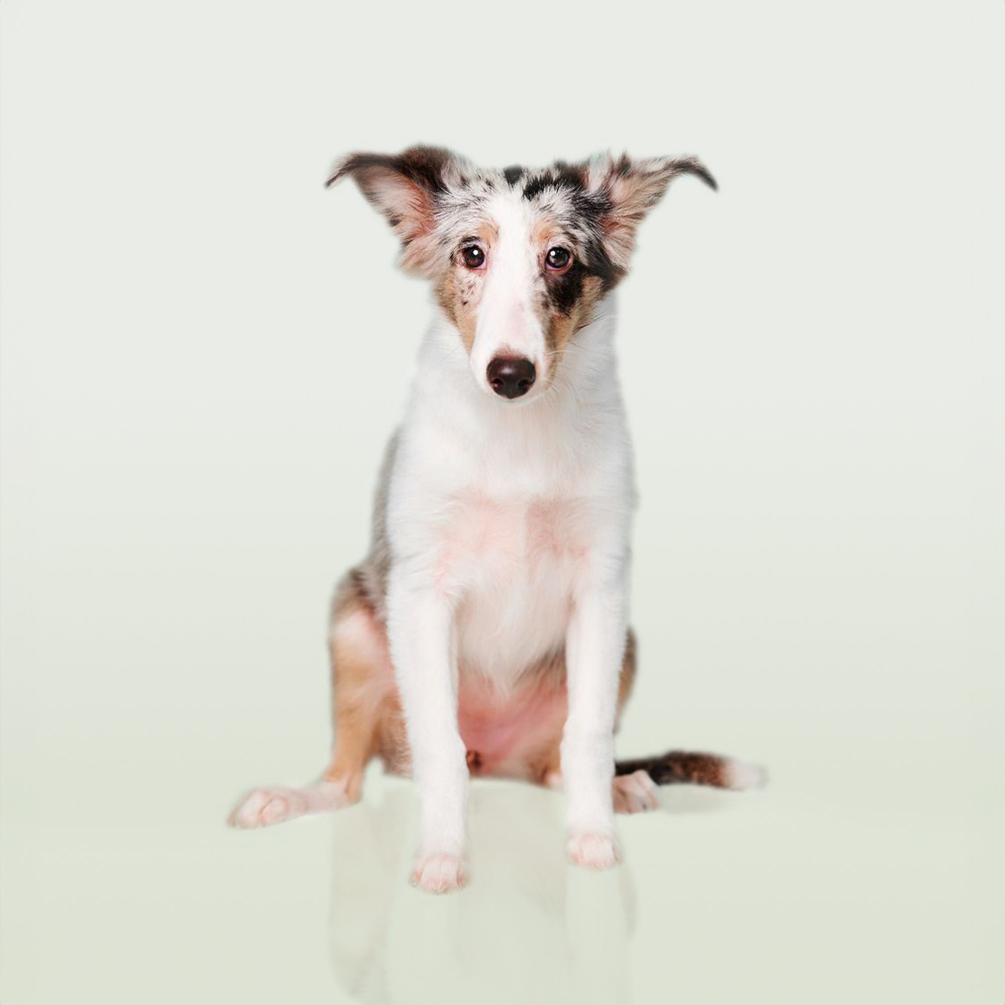 Shetland Sheepdog puppies for sale