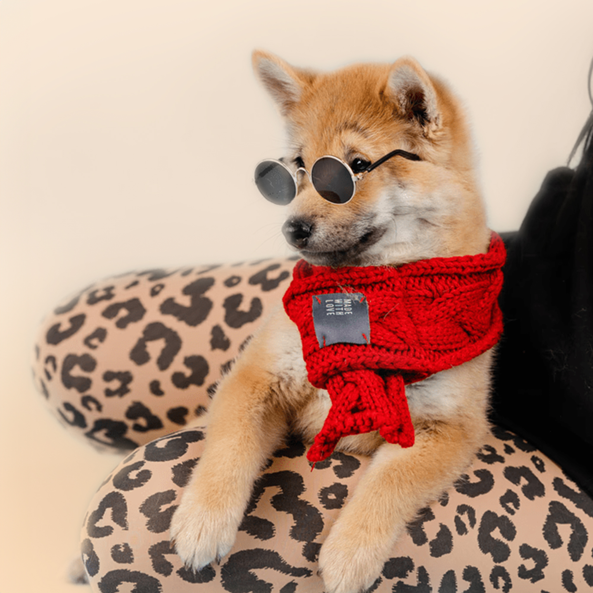 Shiba Inu puppies for sale