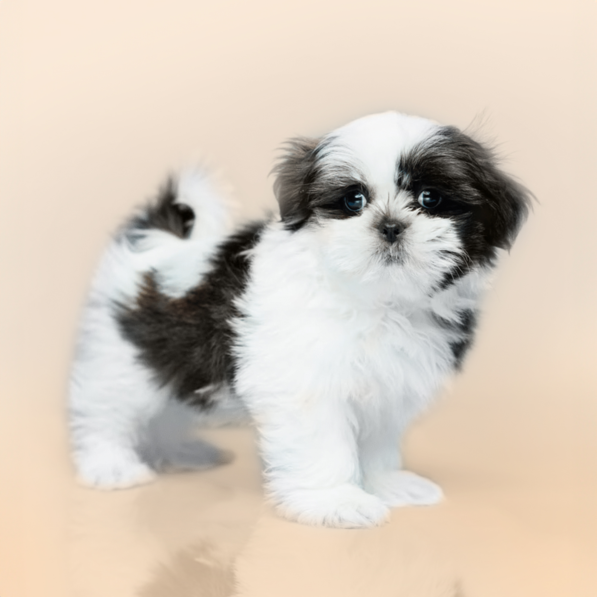 Shih Tzu puppies for sale