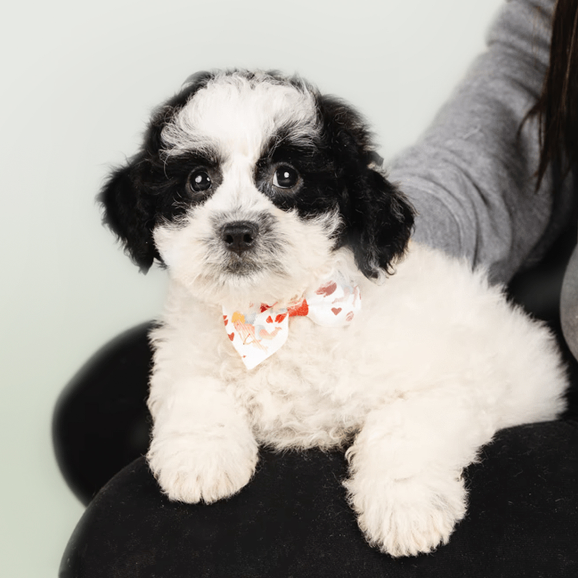 Shihpom puppies for sale