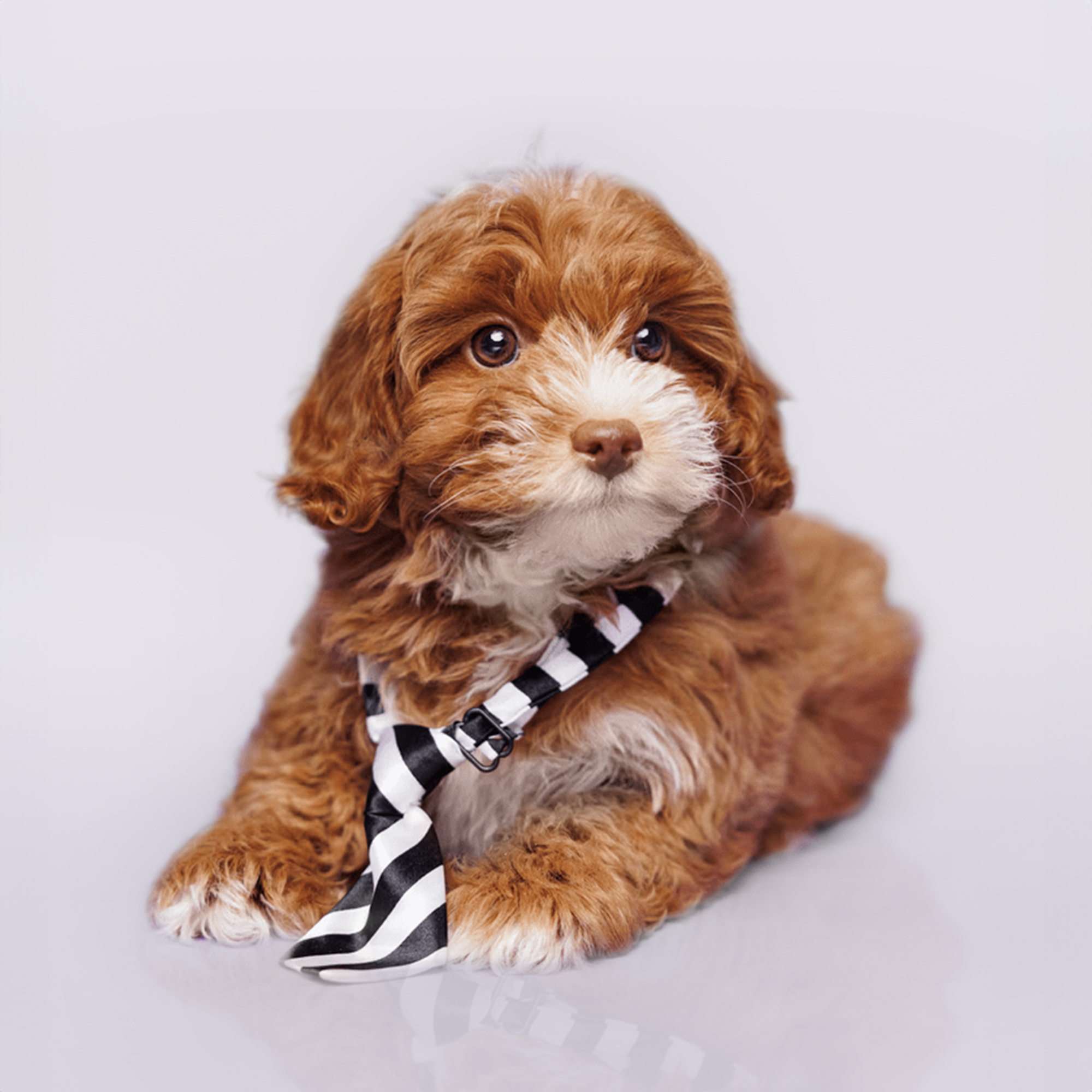 Shihpoo puppies for sale