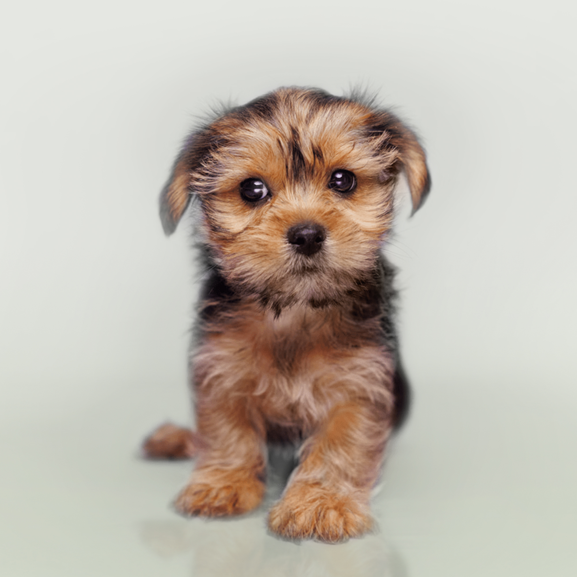 Shorkie puppies for sale
