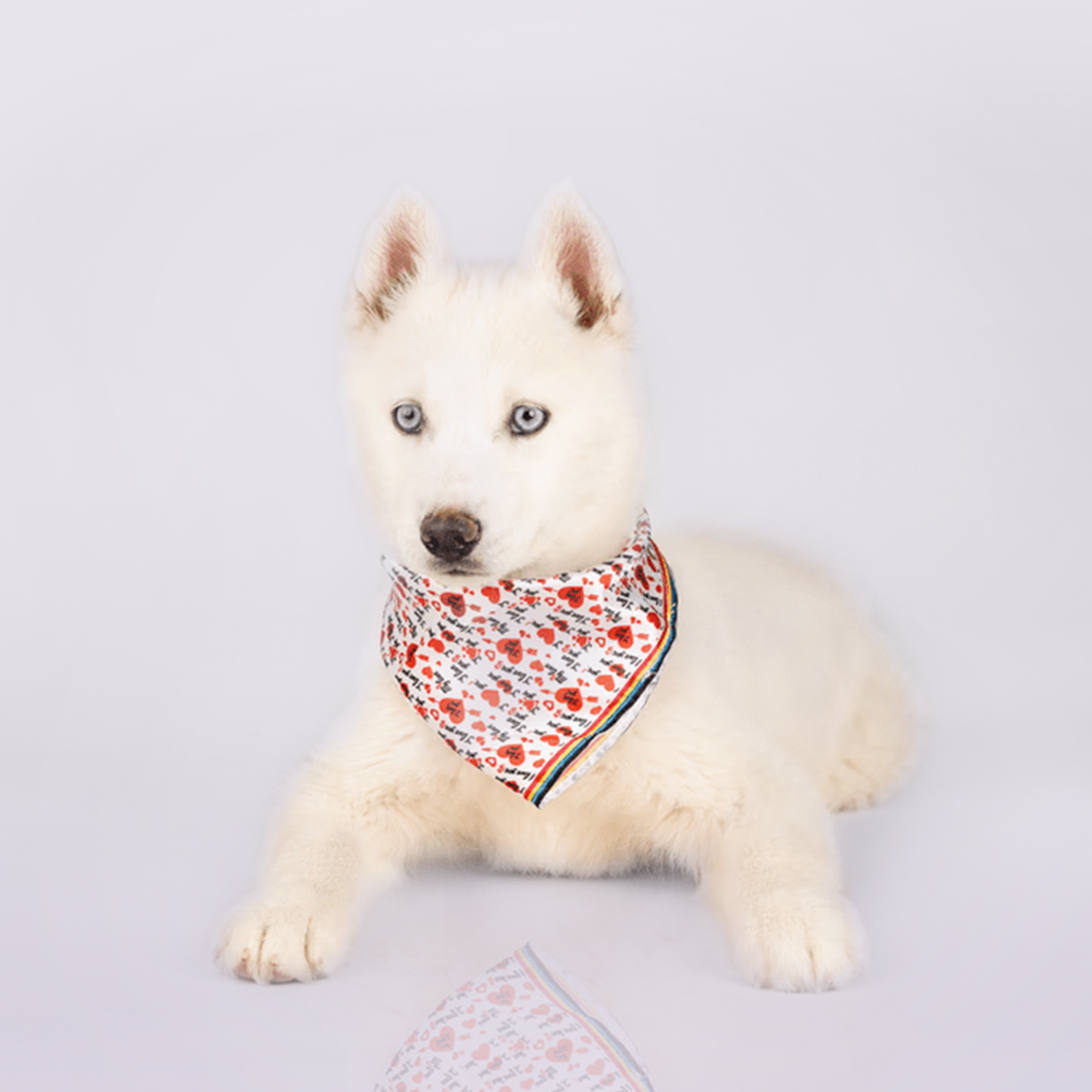 Siberian Husky puppies for sale