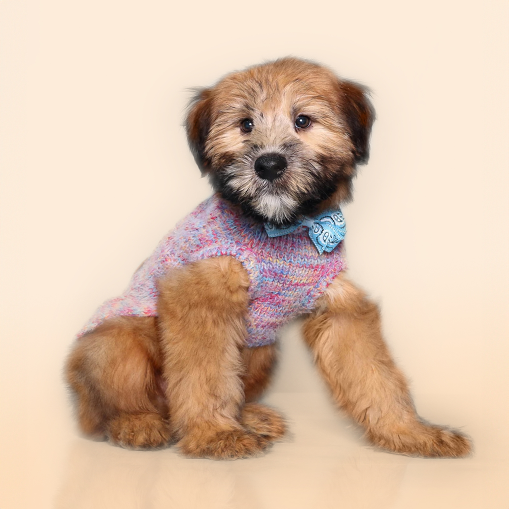 Soft Coated Wheaten Terrier puppies for sale