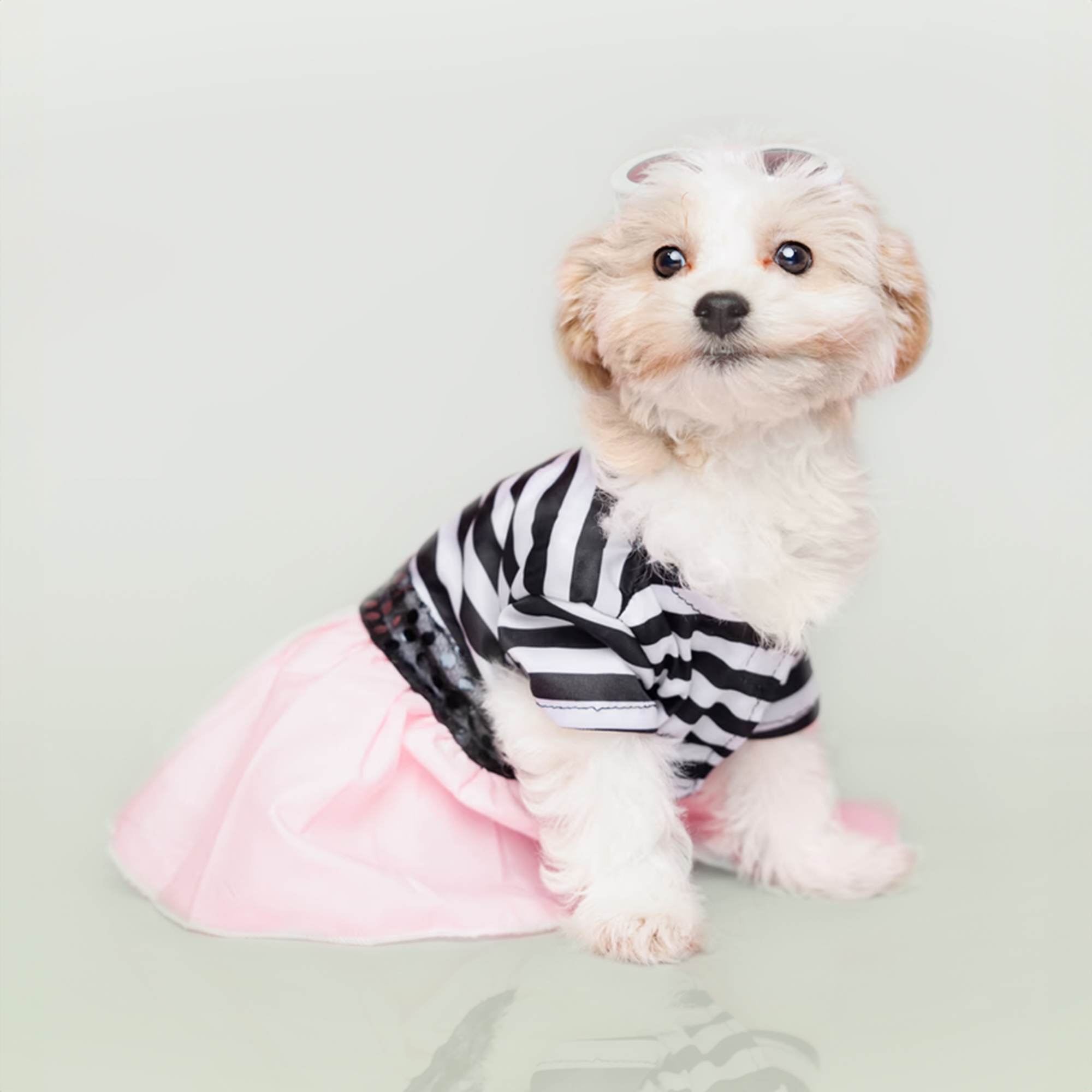 Teddy Bear puppies for sale