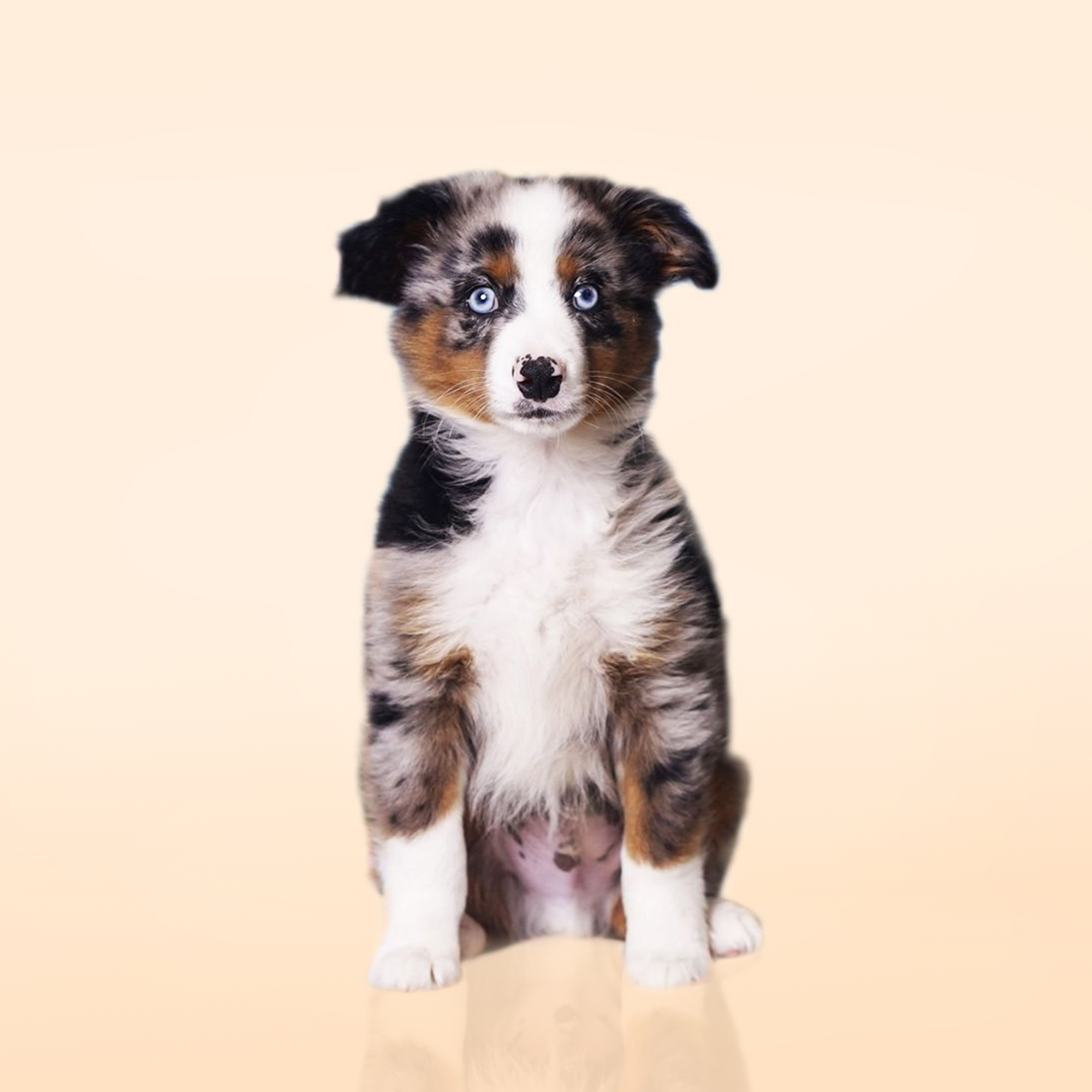 Toy Australian Shepherd puppies for sale