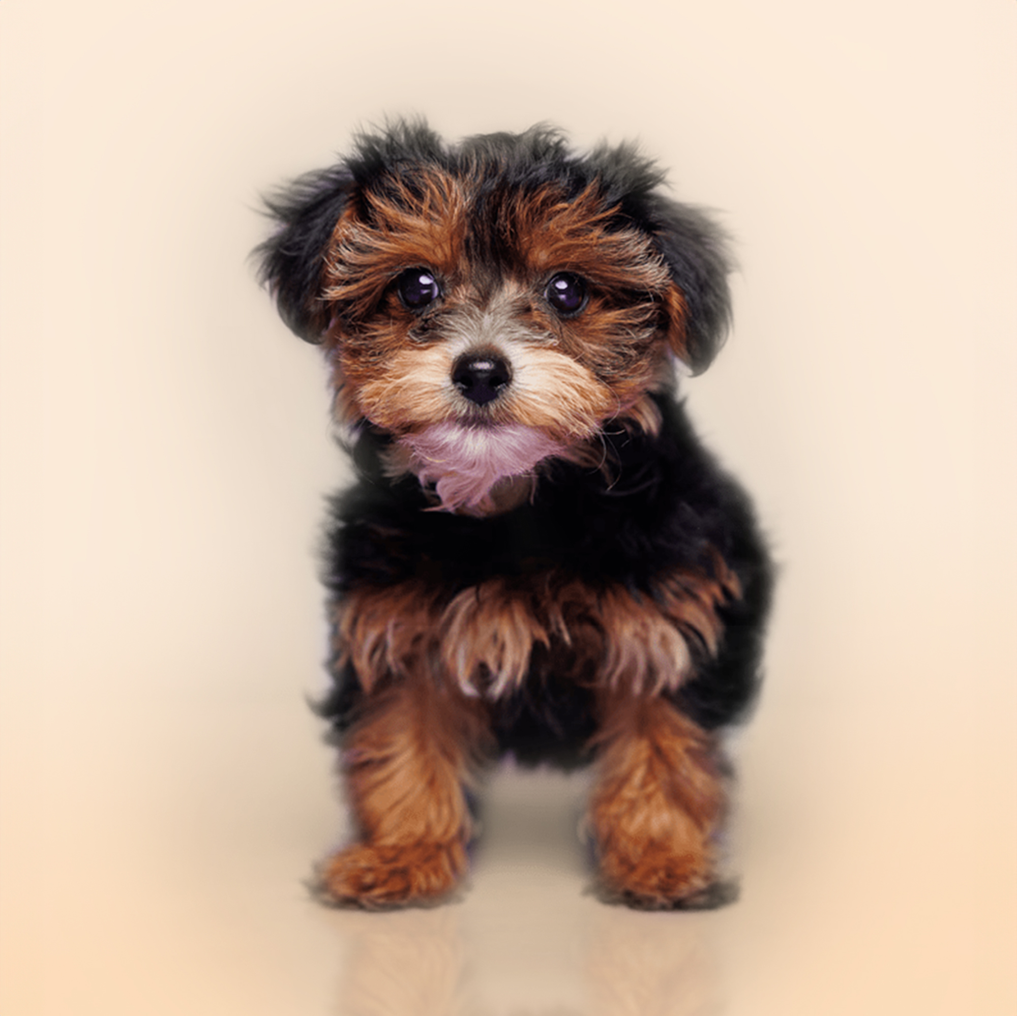 Yorkiechon puppies for sale