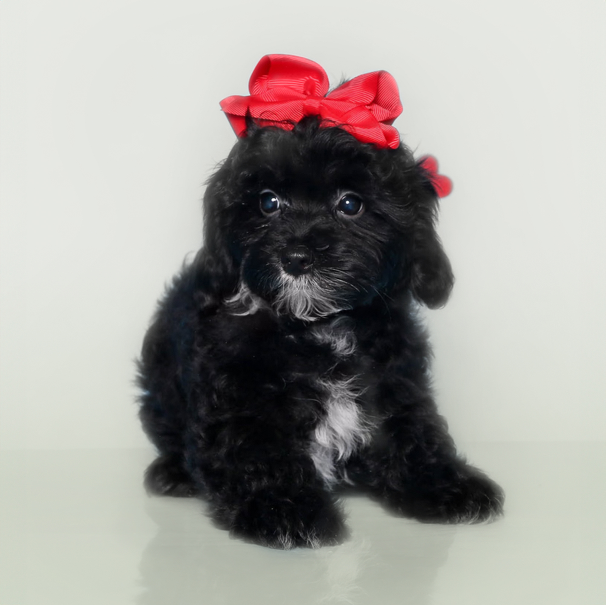 Yorkiepoo puppies for sale