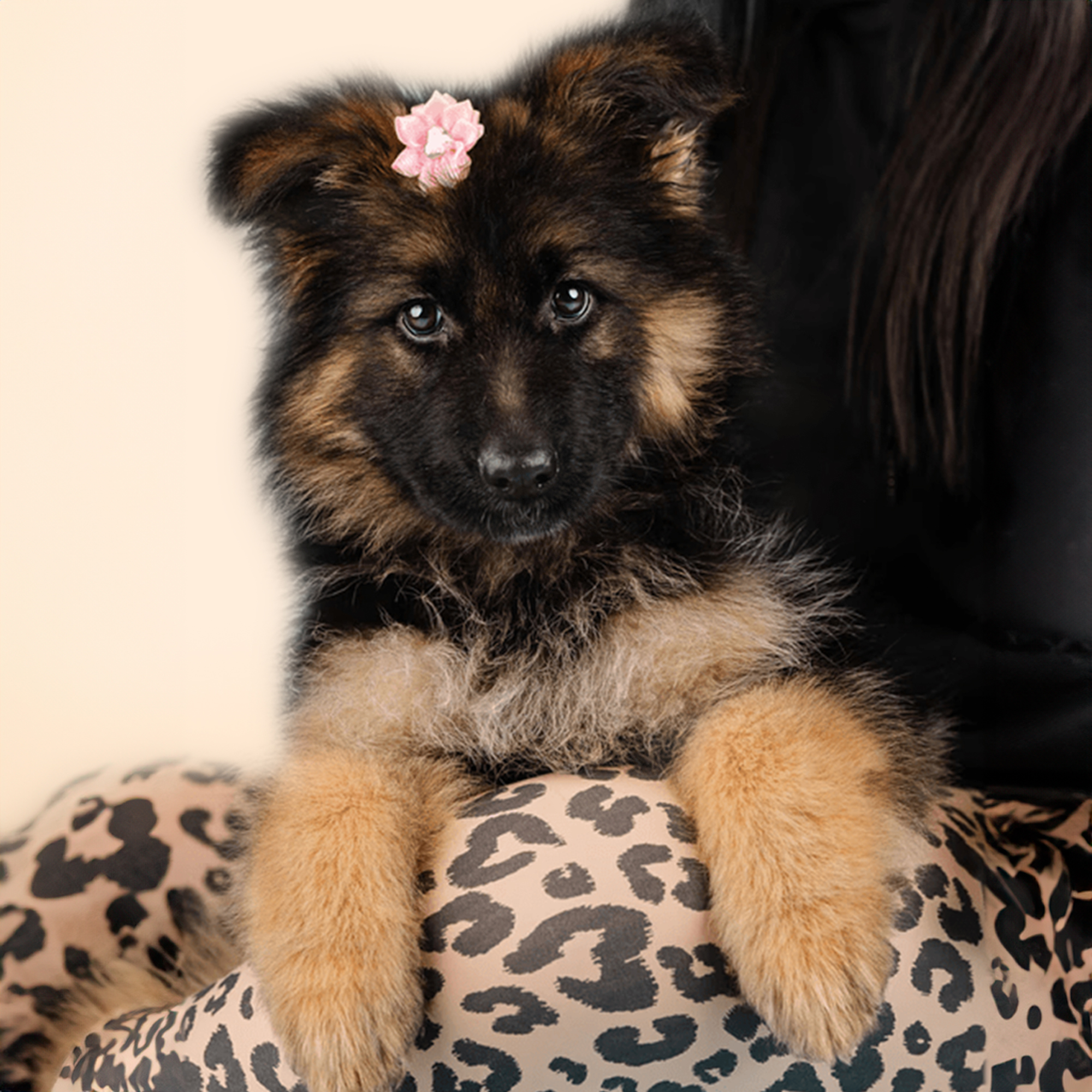 German Shepherd - slide 7