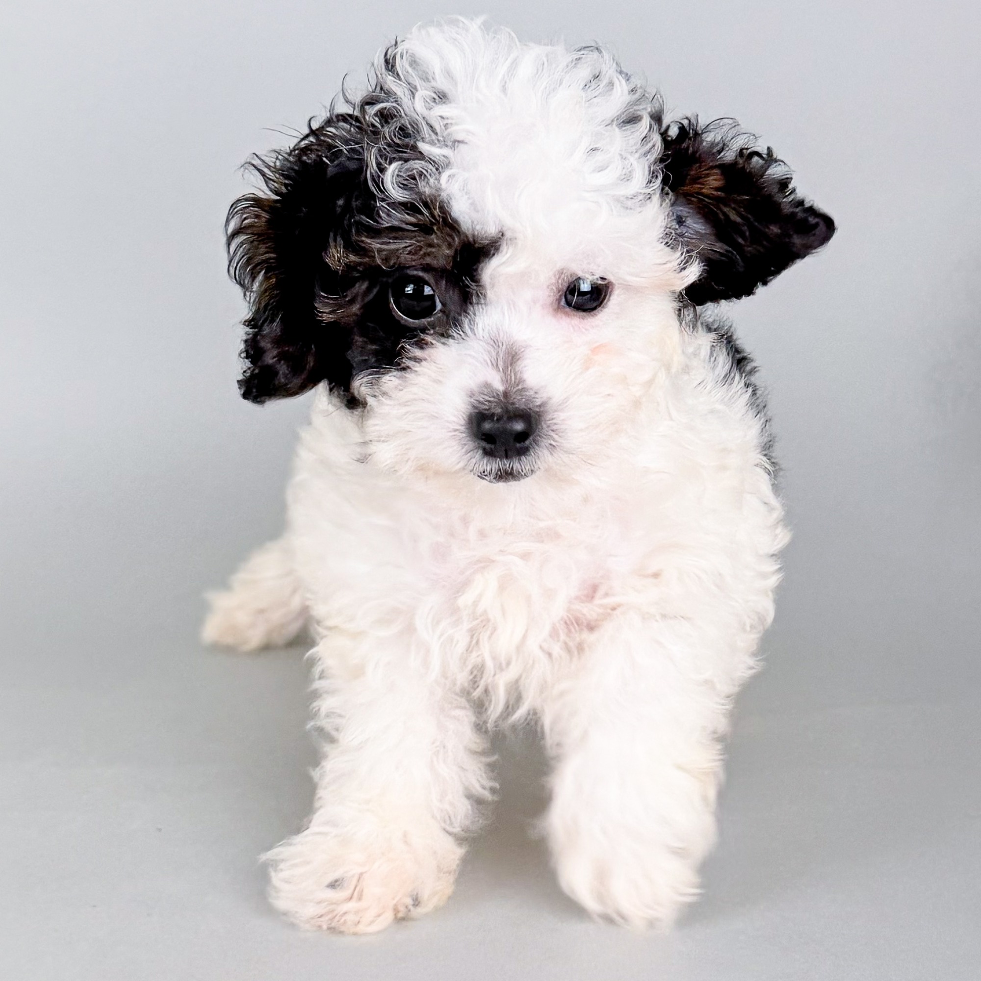 Eldon the Mini Poodle puppy