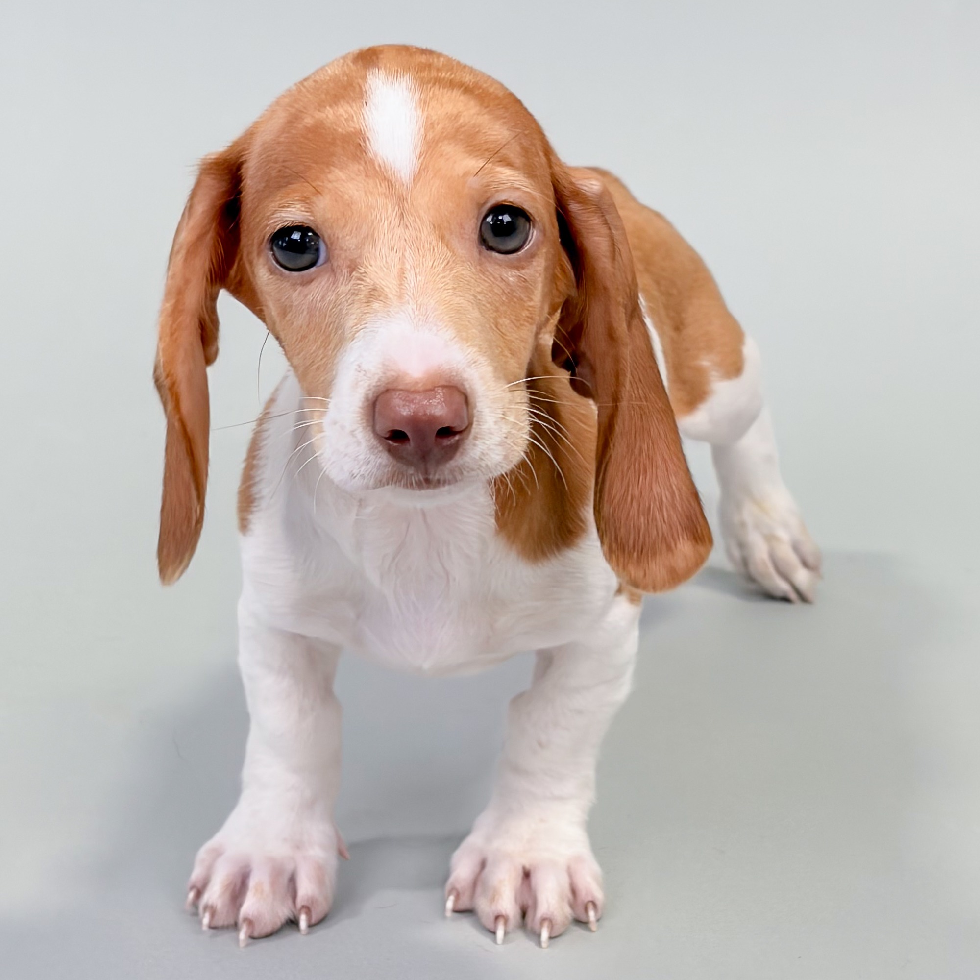 Archie the Mini Dachshund puppy