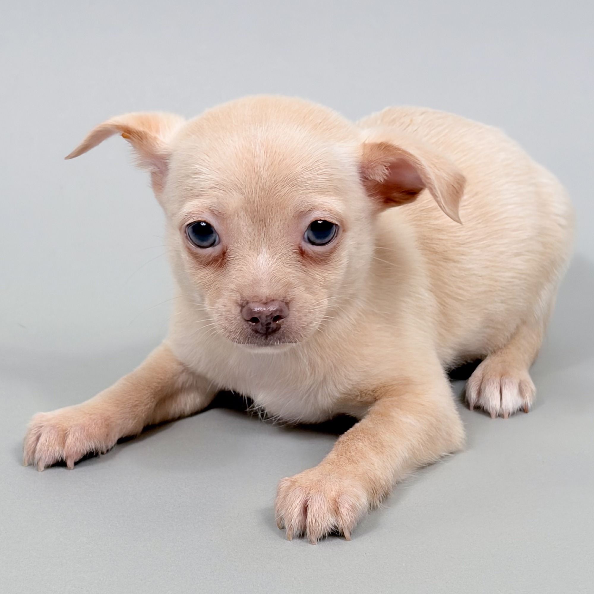 Barton the Chihuahua puppy