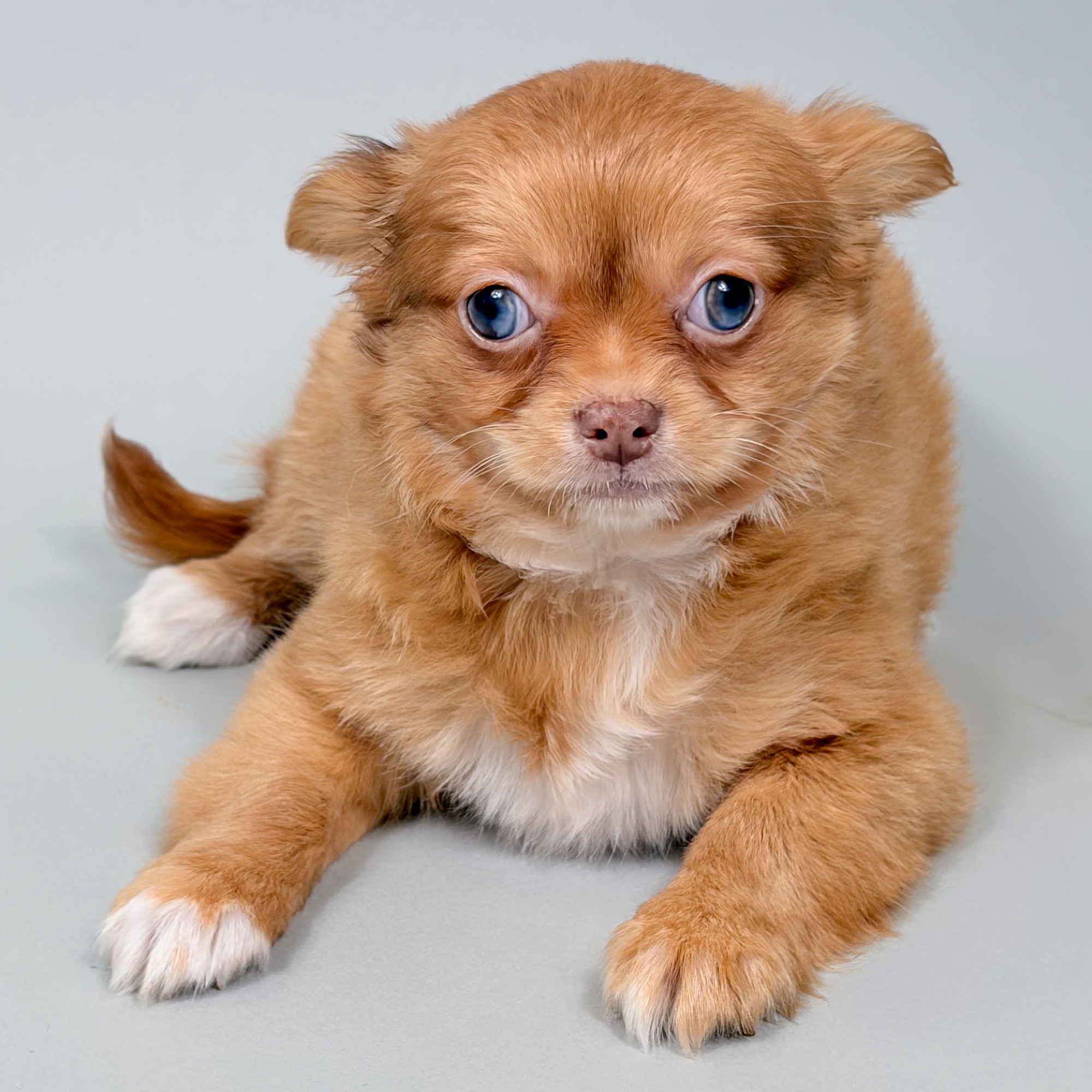 River the Chihuahua puppy