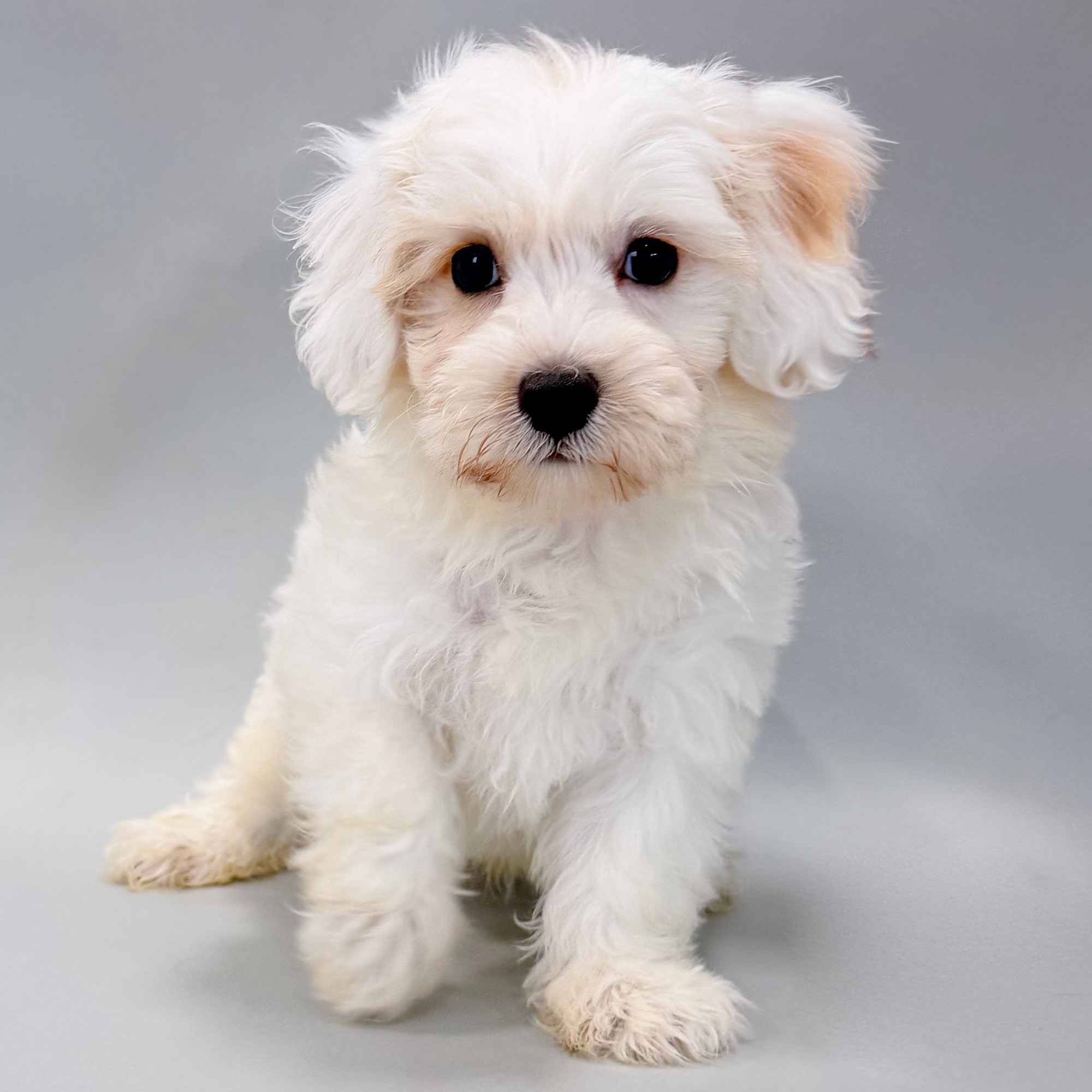 Vinnie the Maltipoo puppy