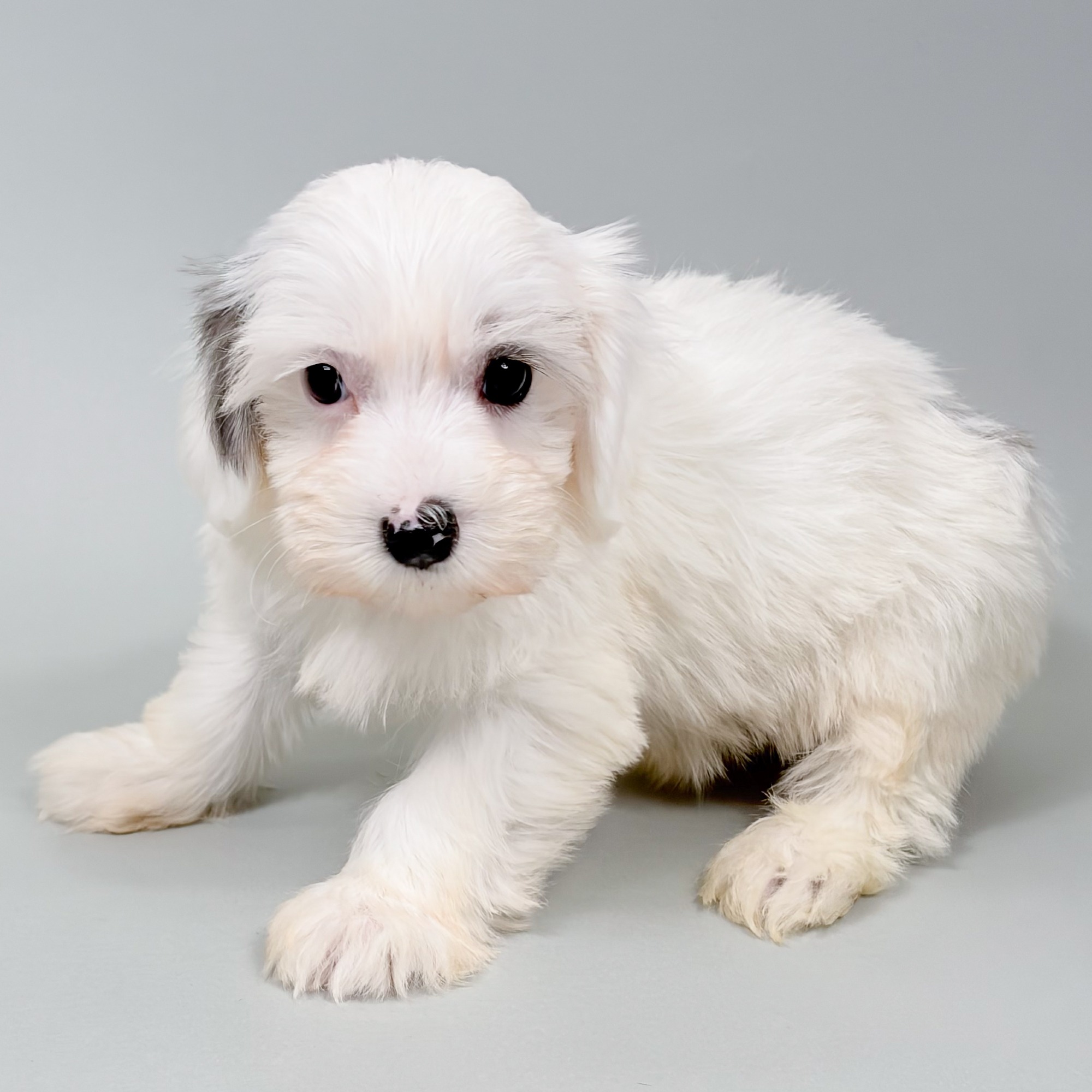Crawford the Maltipoo puppy