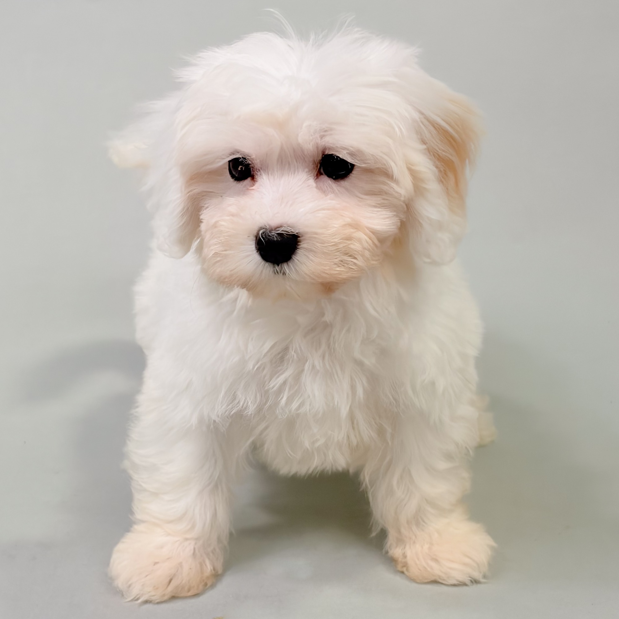 Tinkerbell the Maltipoo puppy