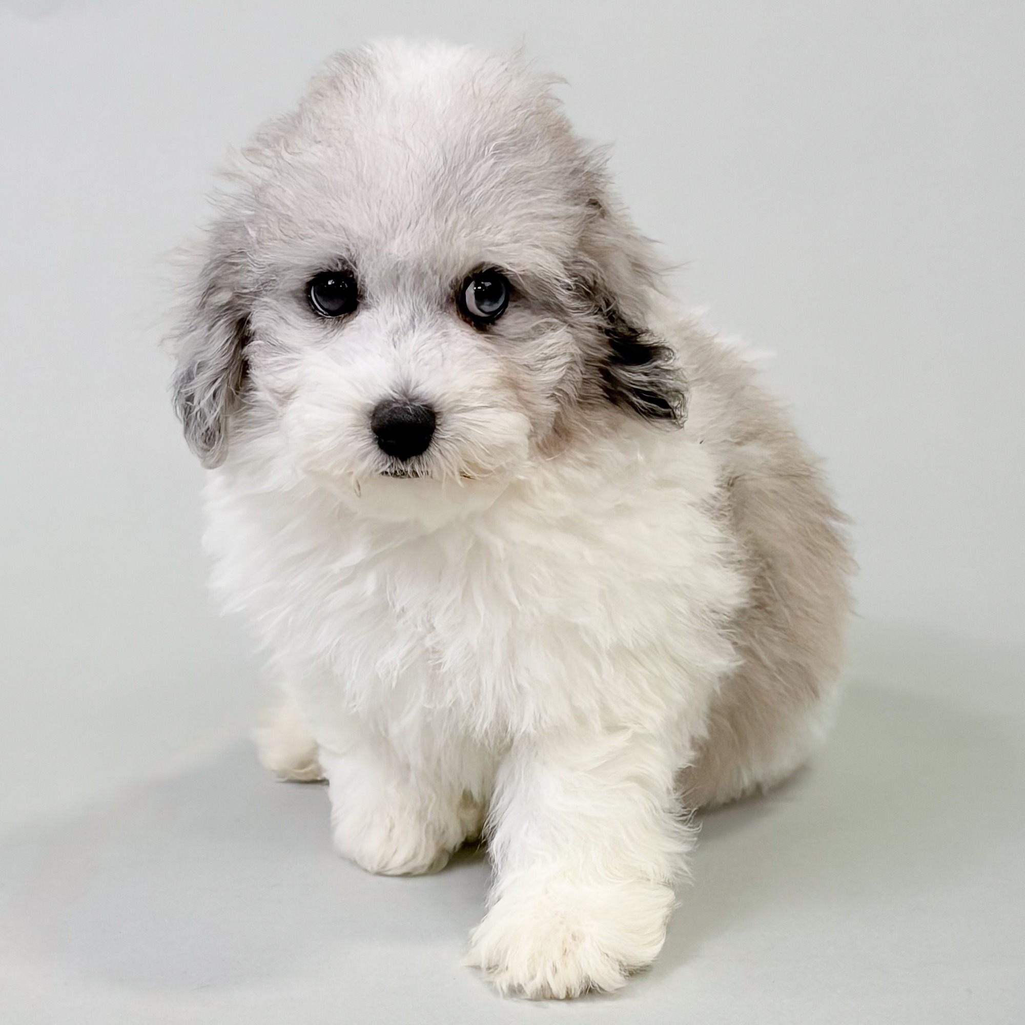 Foster the Mini Poodle puppy