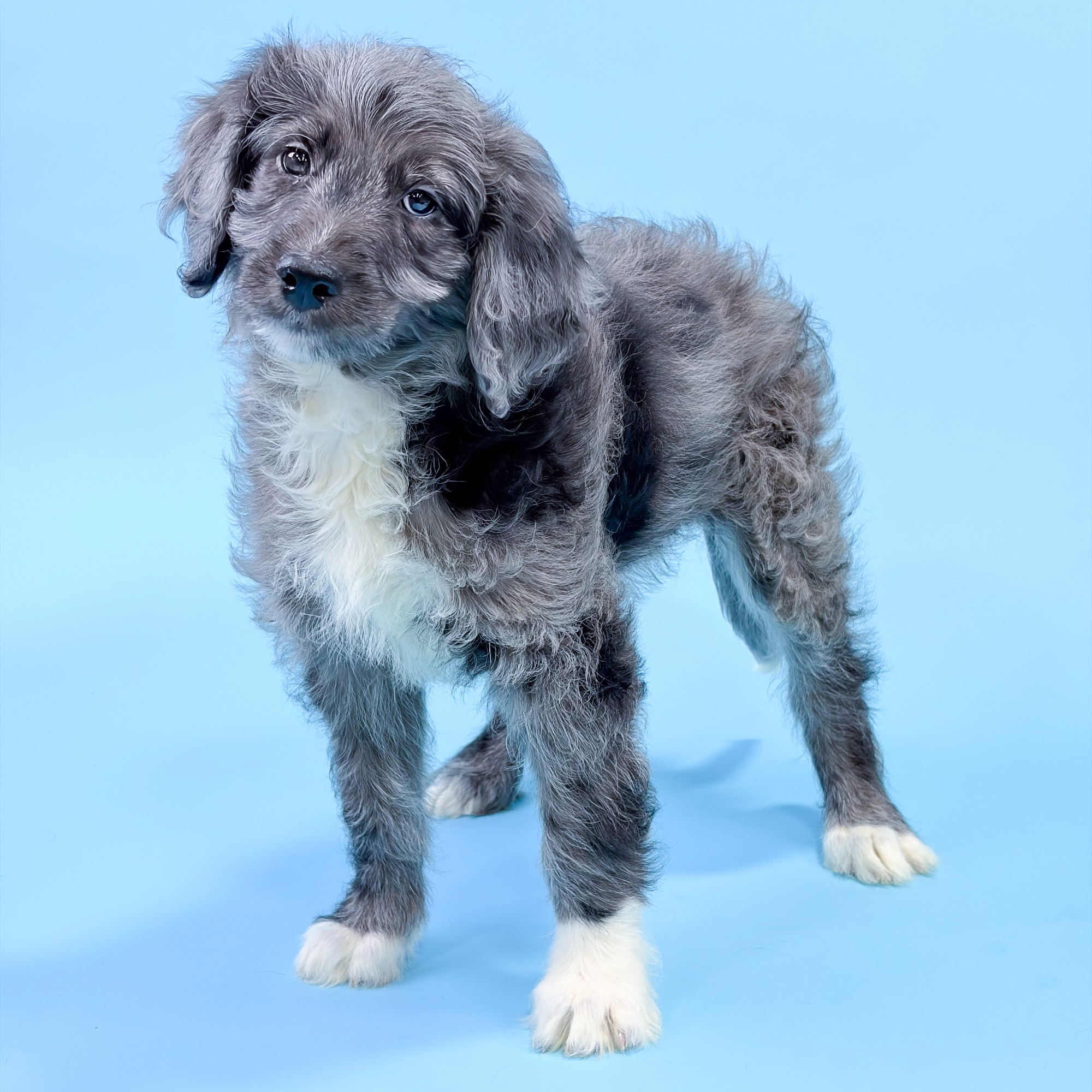 Genesis the Bernedoodle puppy