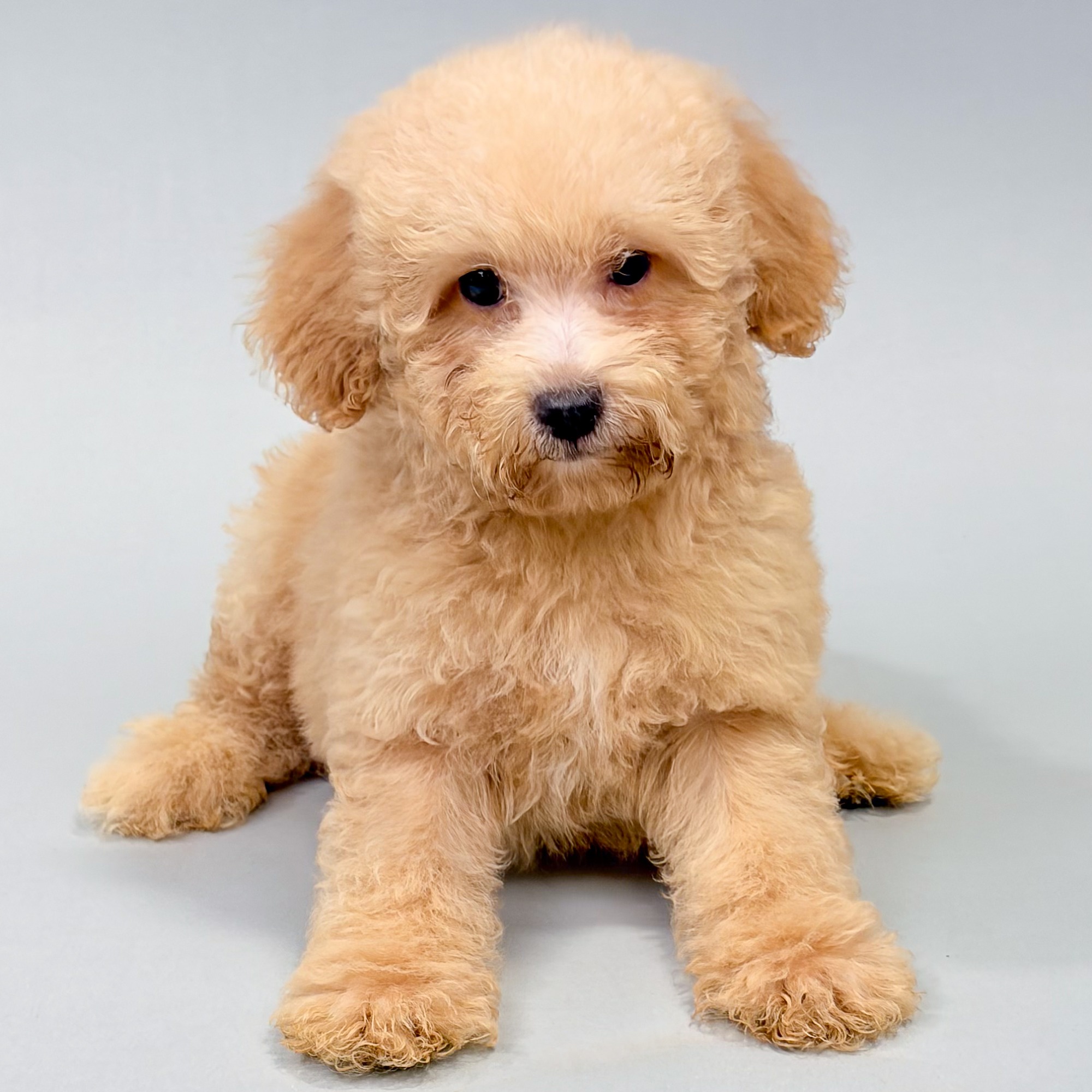 Baron the Mini Schnoodle puppy