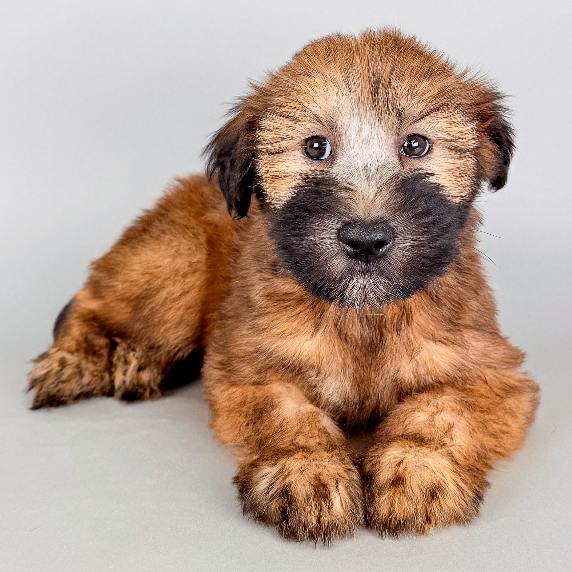 Diva the Soft Coated Wheaten Terrier puppy