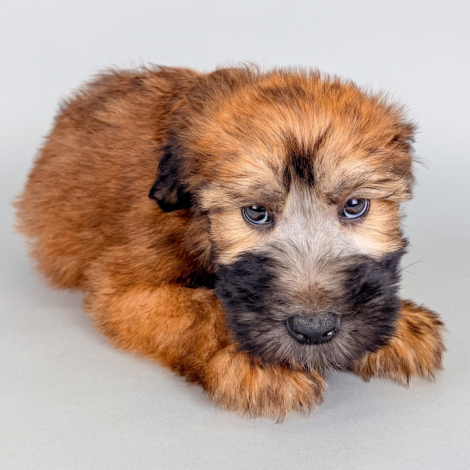Noah the Soft Coated Wheaten Terrier puppy