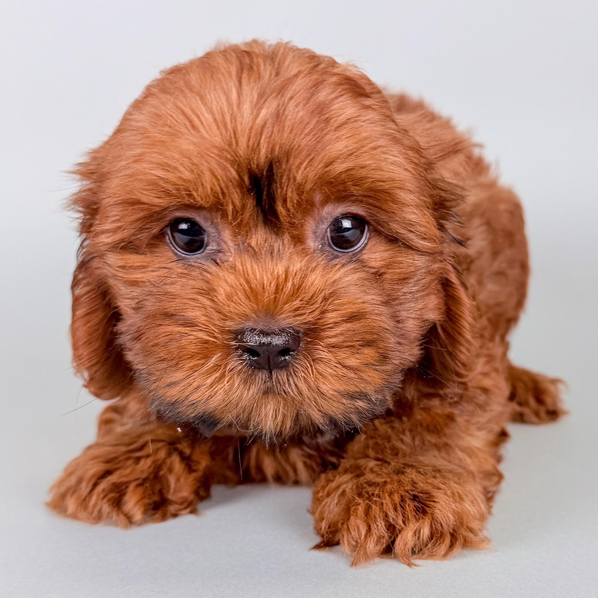 Angel the Shihpoo puppy