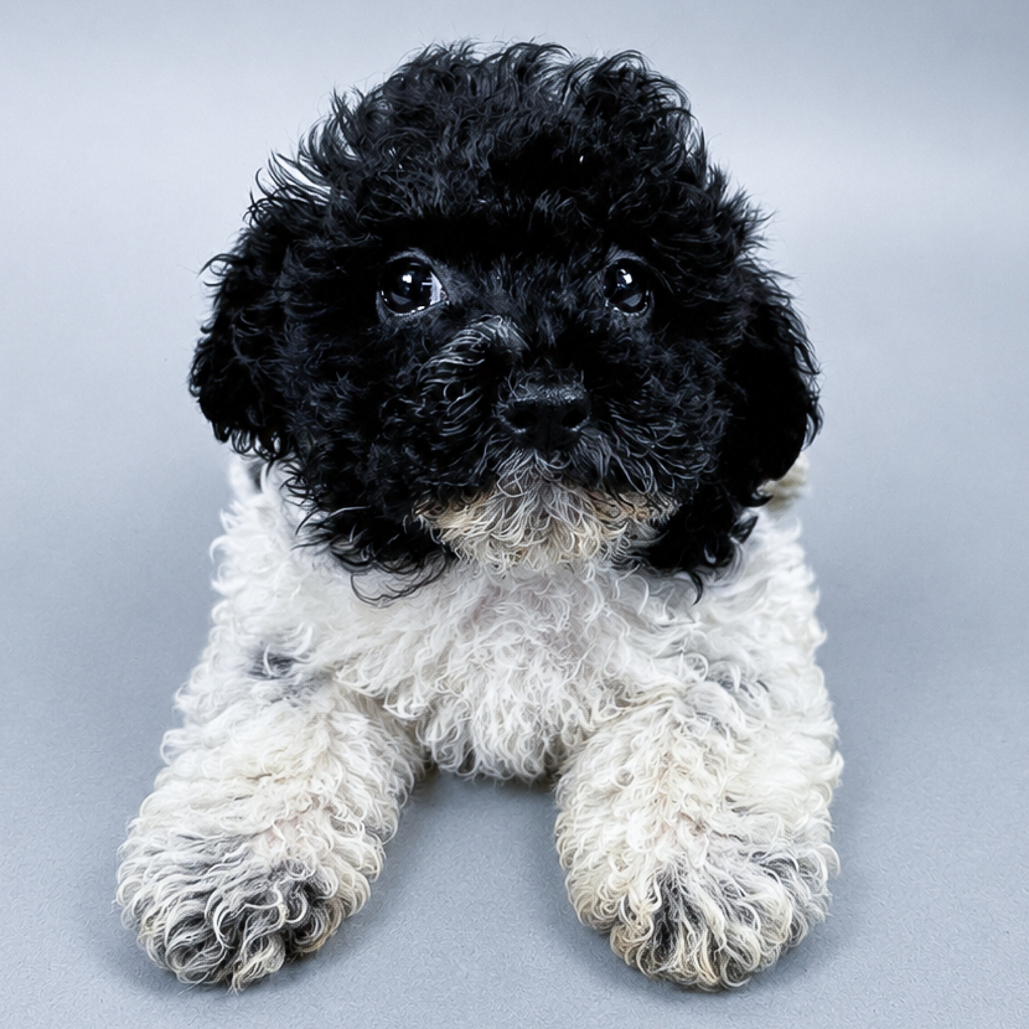 Otis the Havapoo puppy