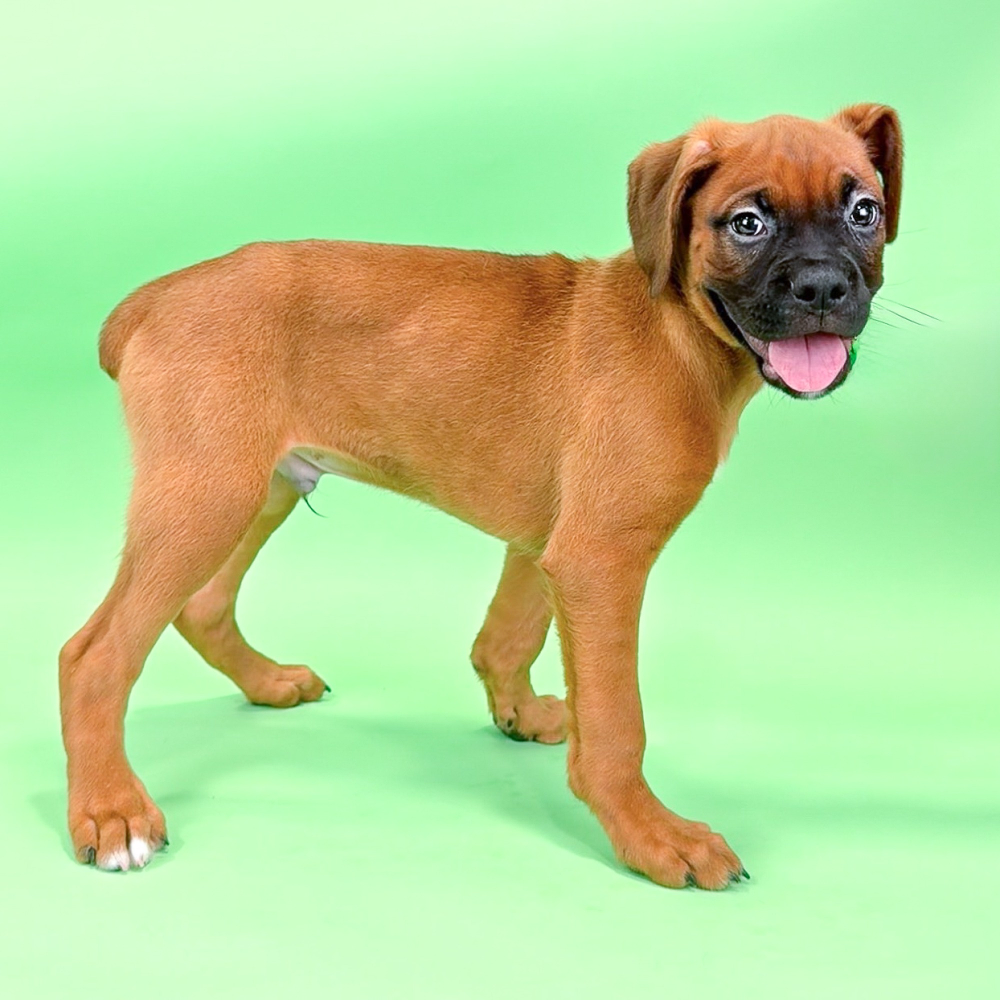 Ashby the Boxer puppy