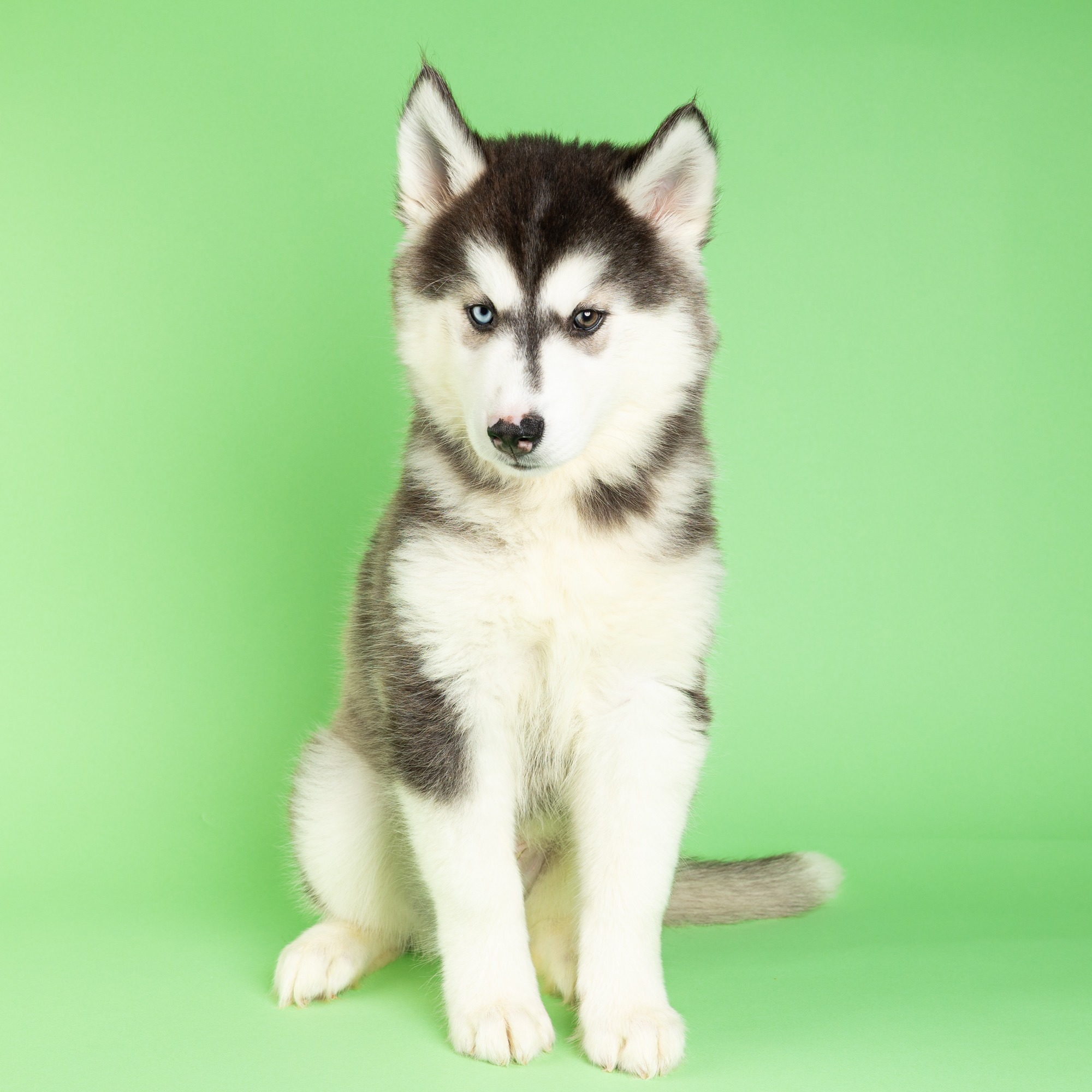 Radar the Siberian Husky puppy