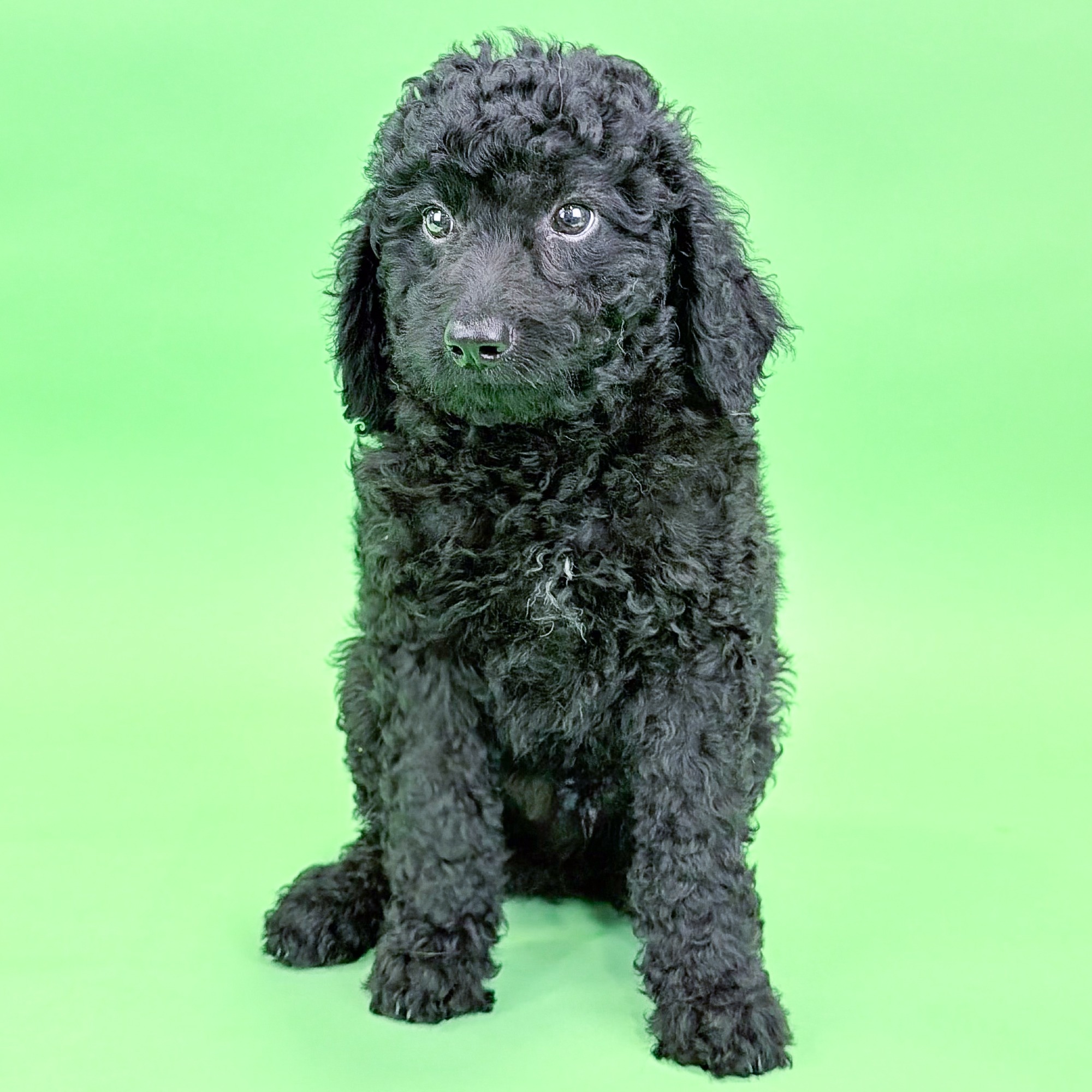 Lenny the Mini Bernedoodle puppy