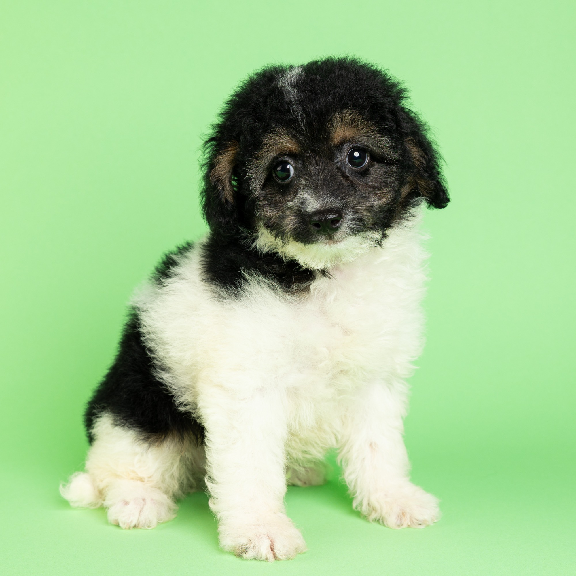 Snoopy the Cockapoo puppy