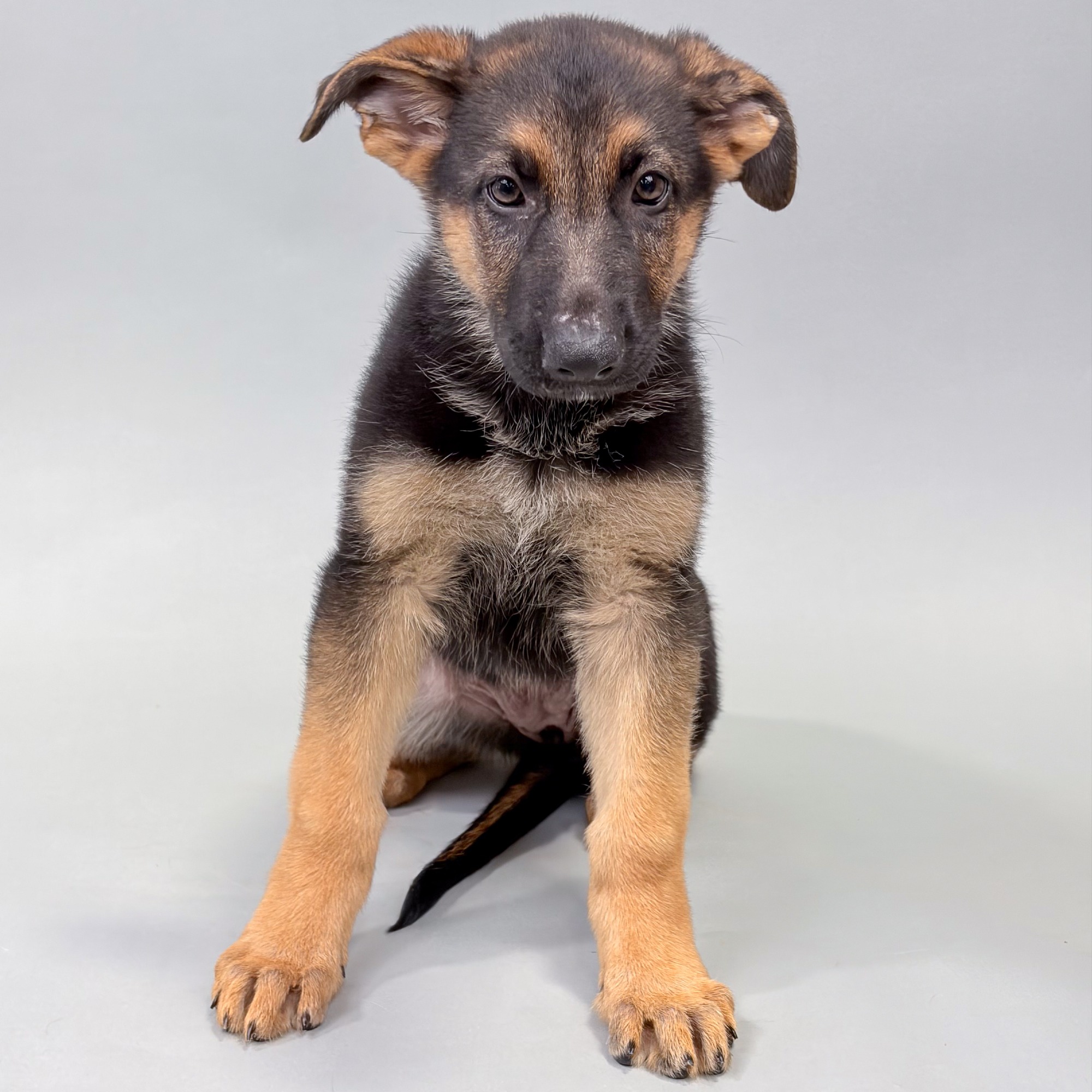 Addison the German Shepherd puppy