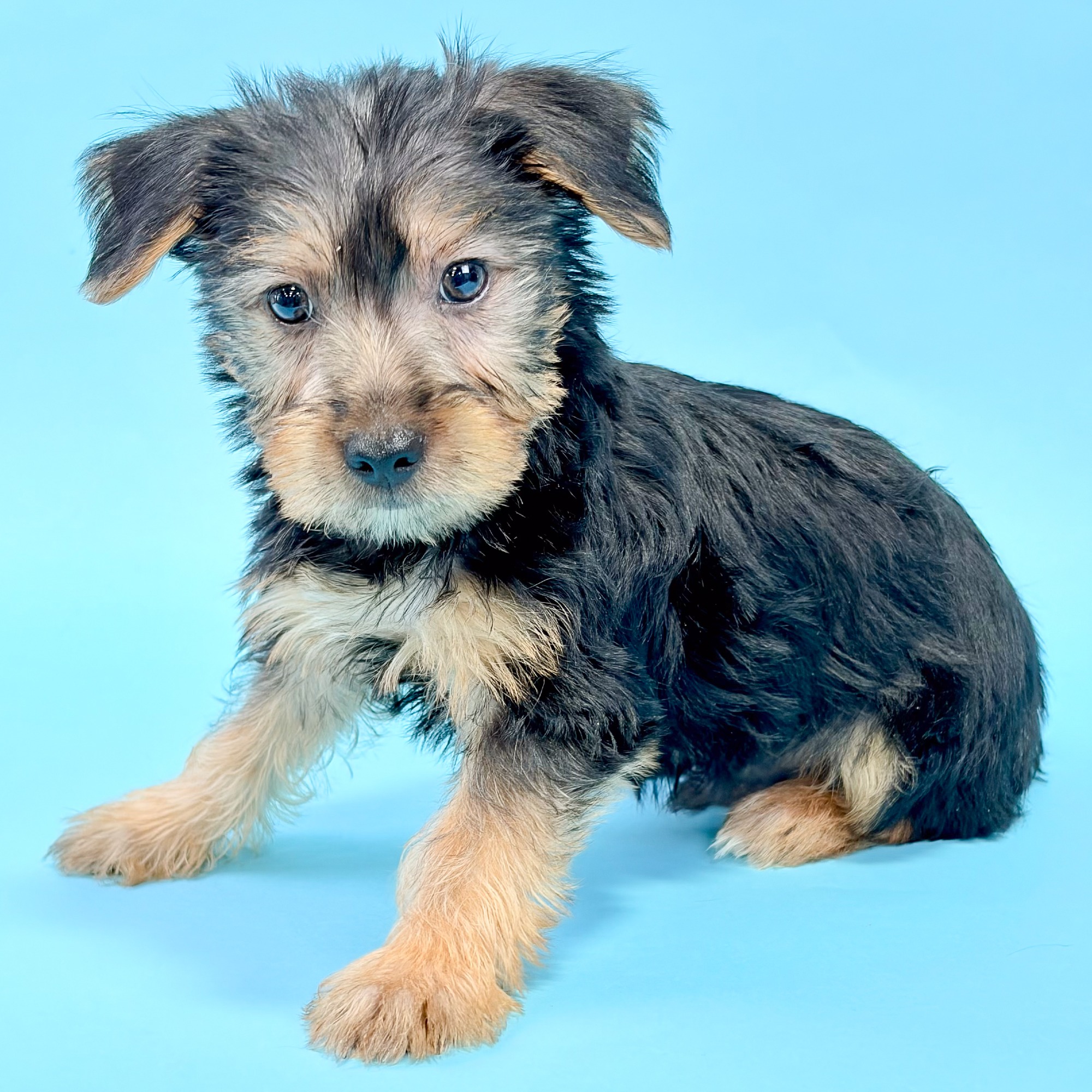 Aero the Yorkshire Terrier puppy