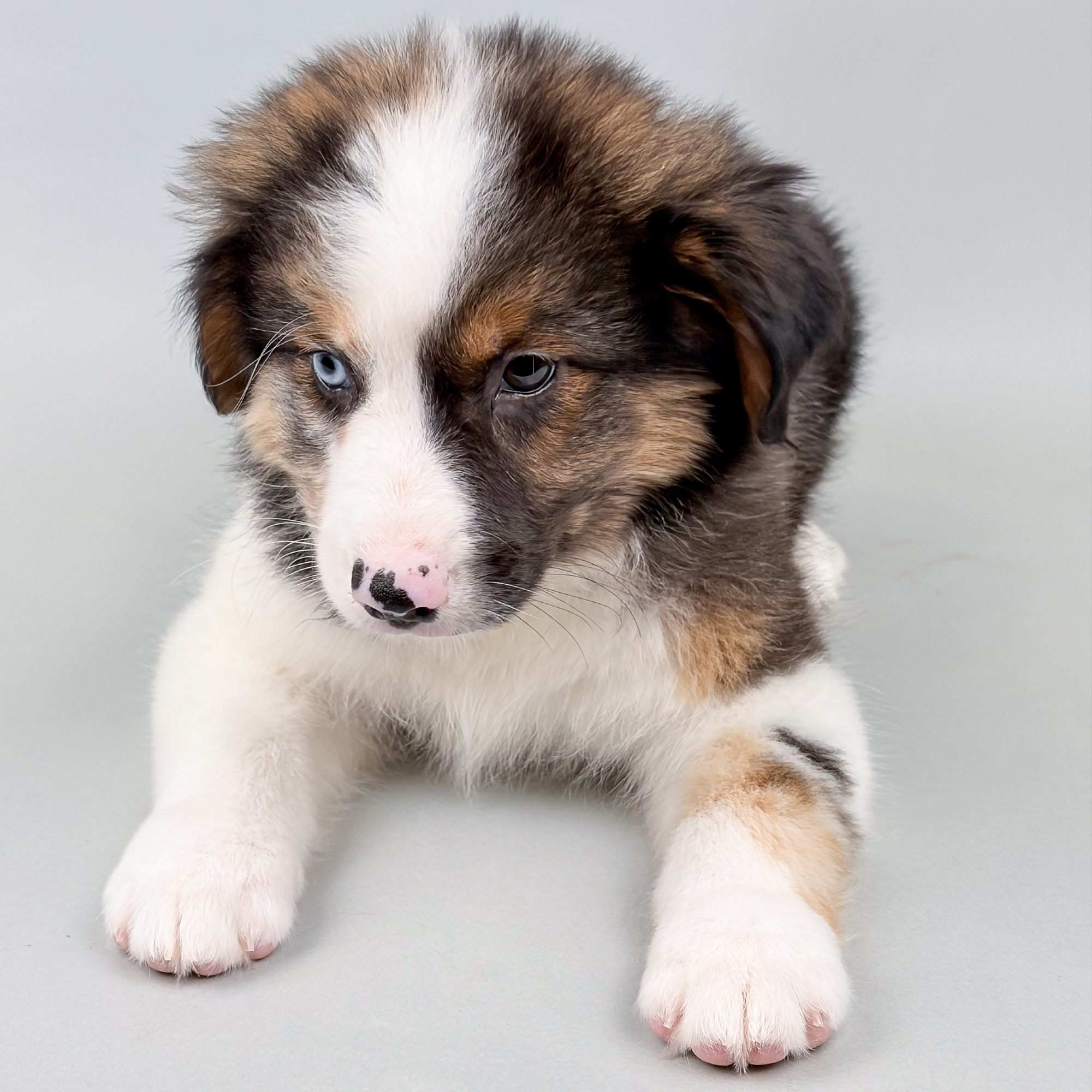 Zelda the Australian Shepherd puppy