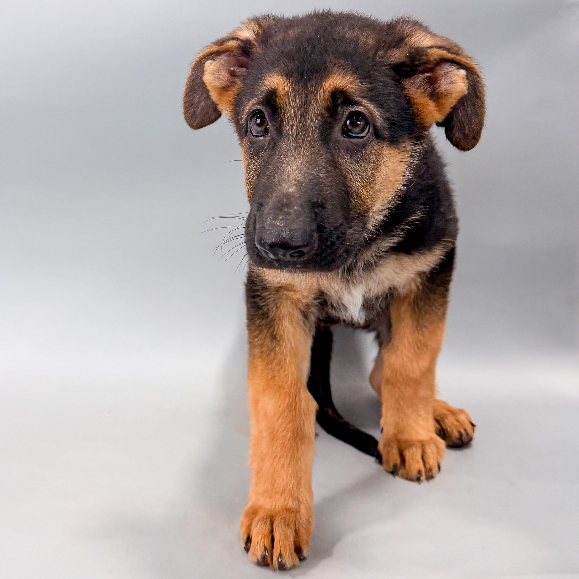 Ember the German Shepherd puppy