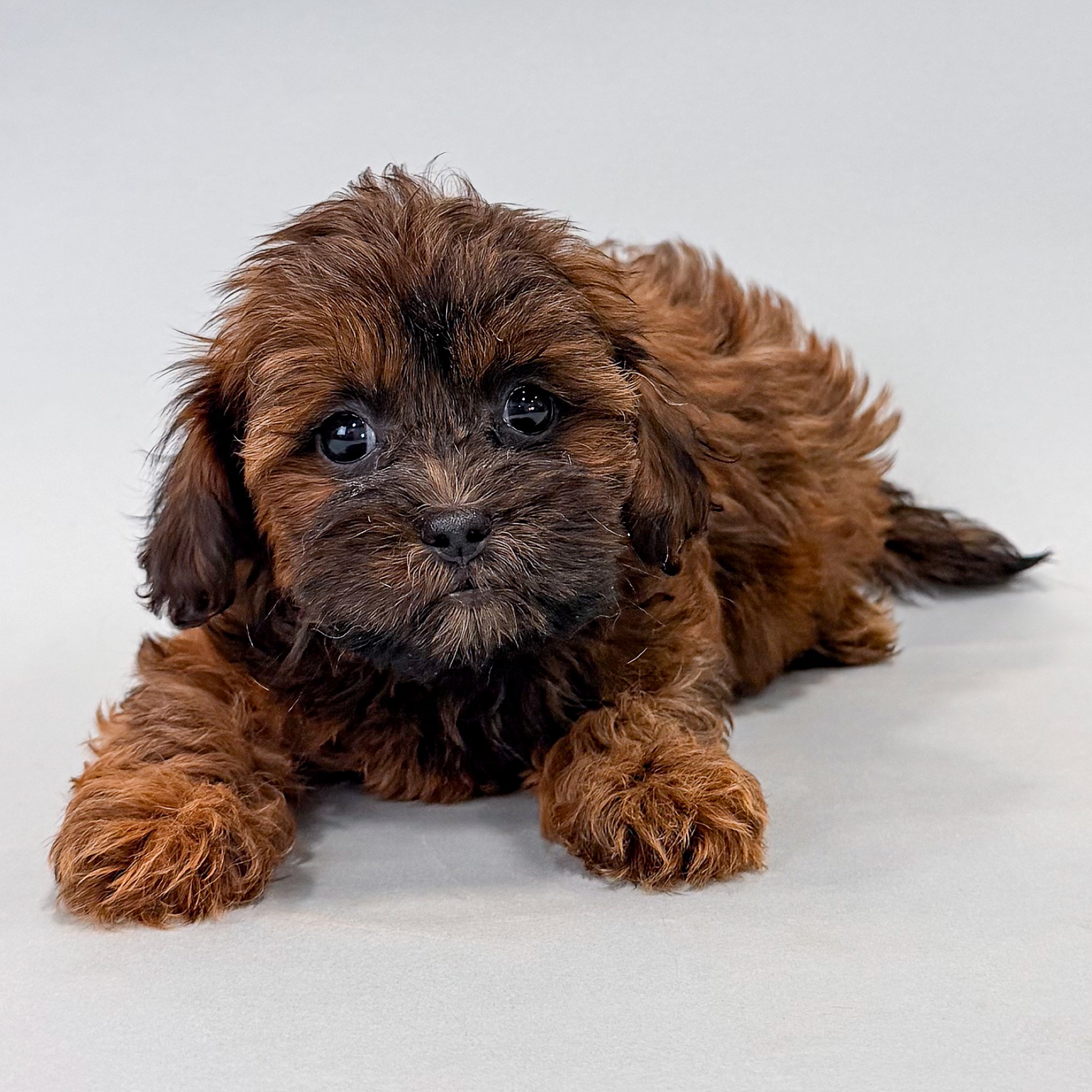 Zelda the Shihpoo puppy