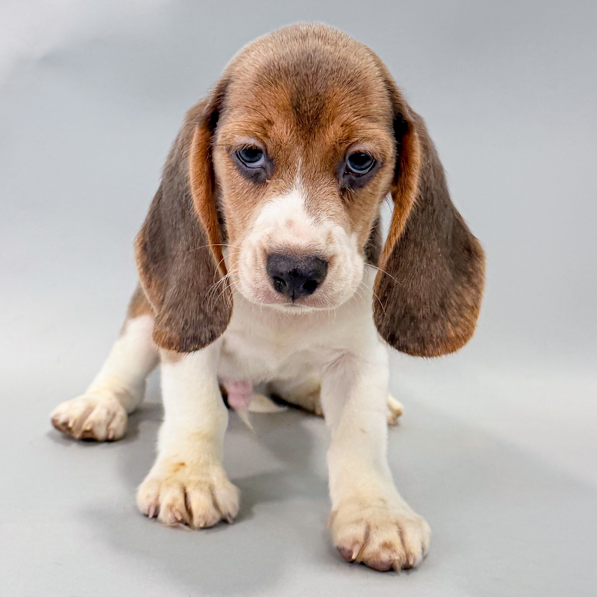 Alistar the Beagle puppy