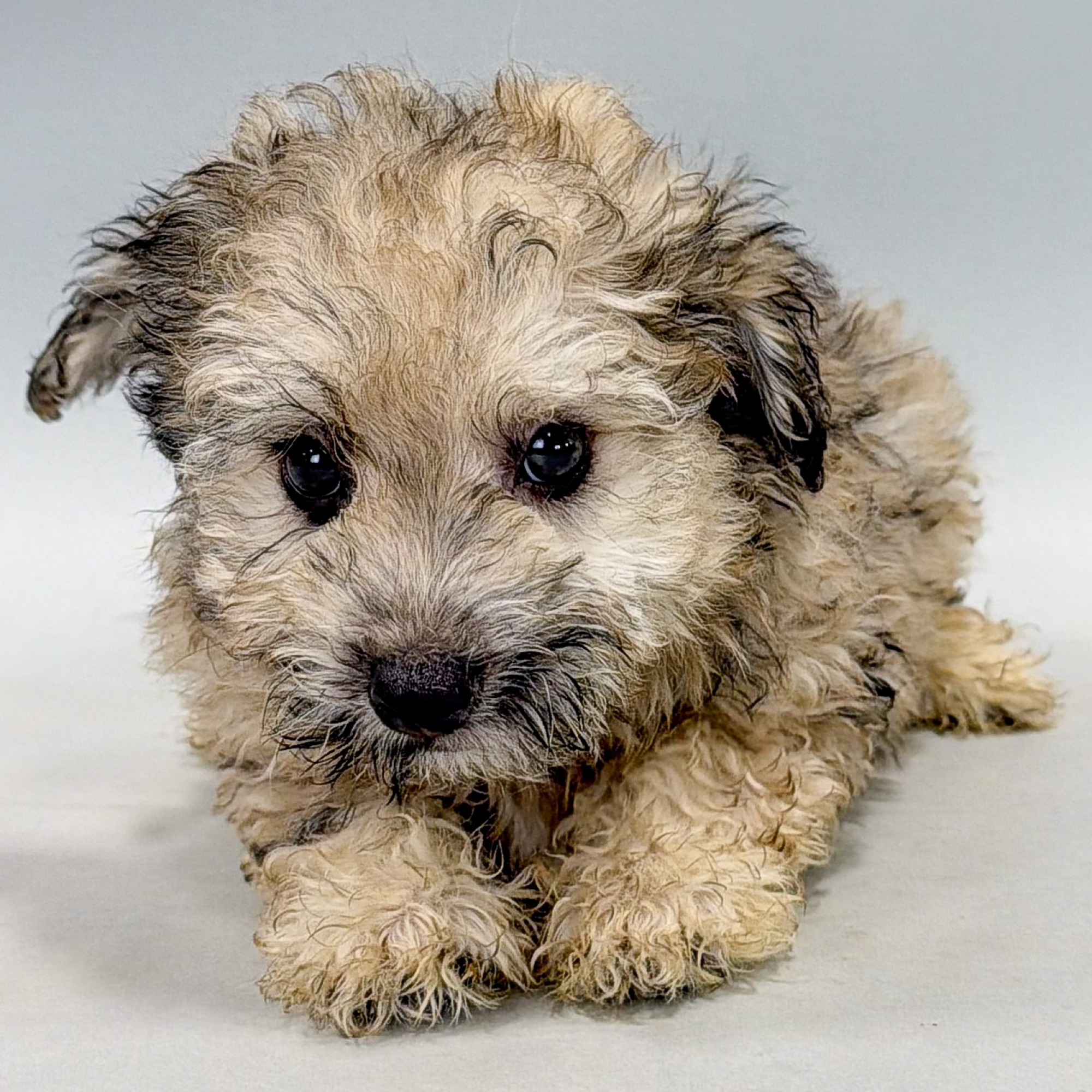 Boomer the Cockapoo puppy