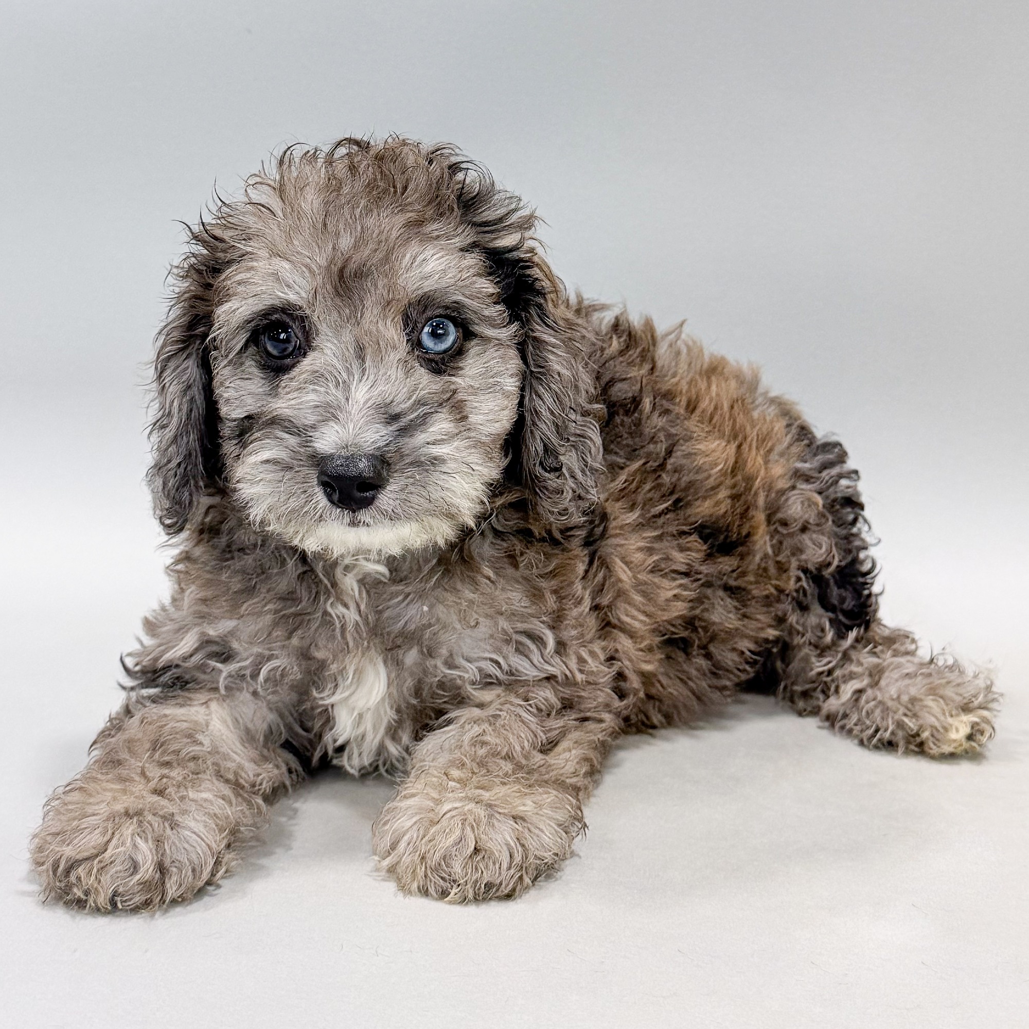 Patch the Cockapoo puppy