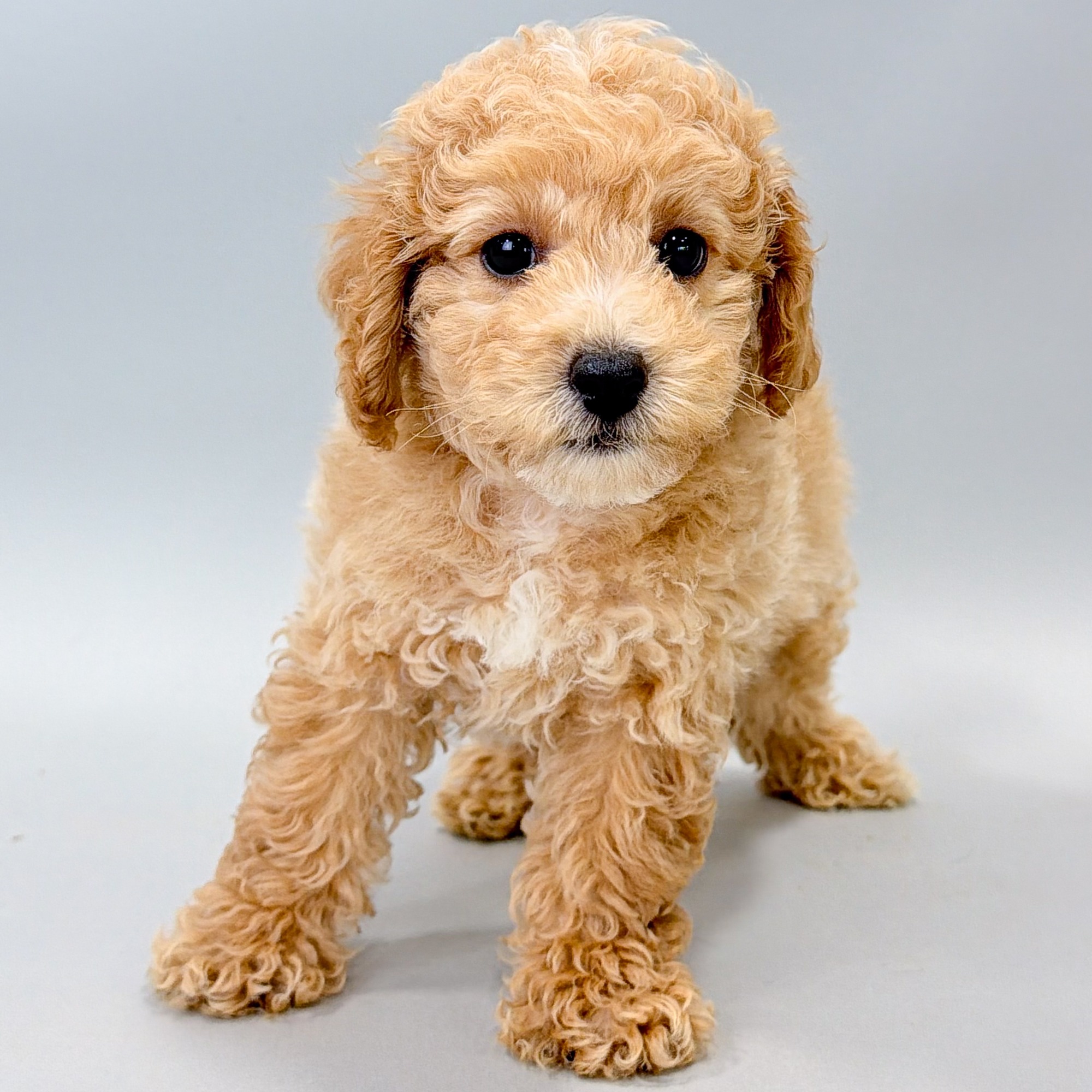 Norman the Shihpoo puppy