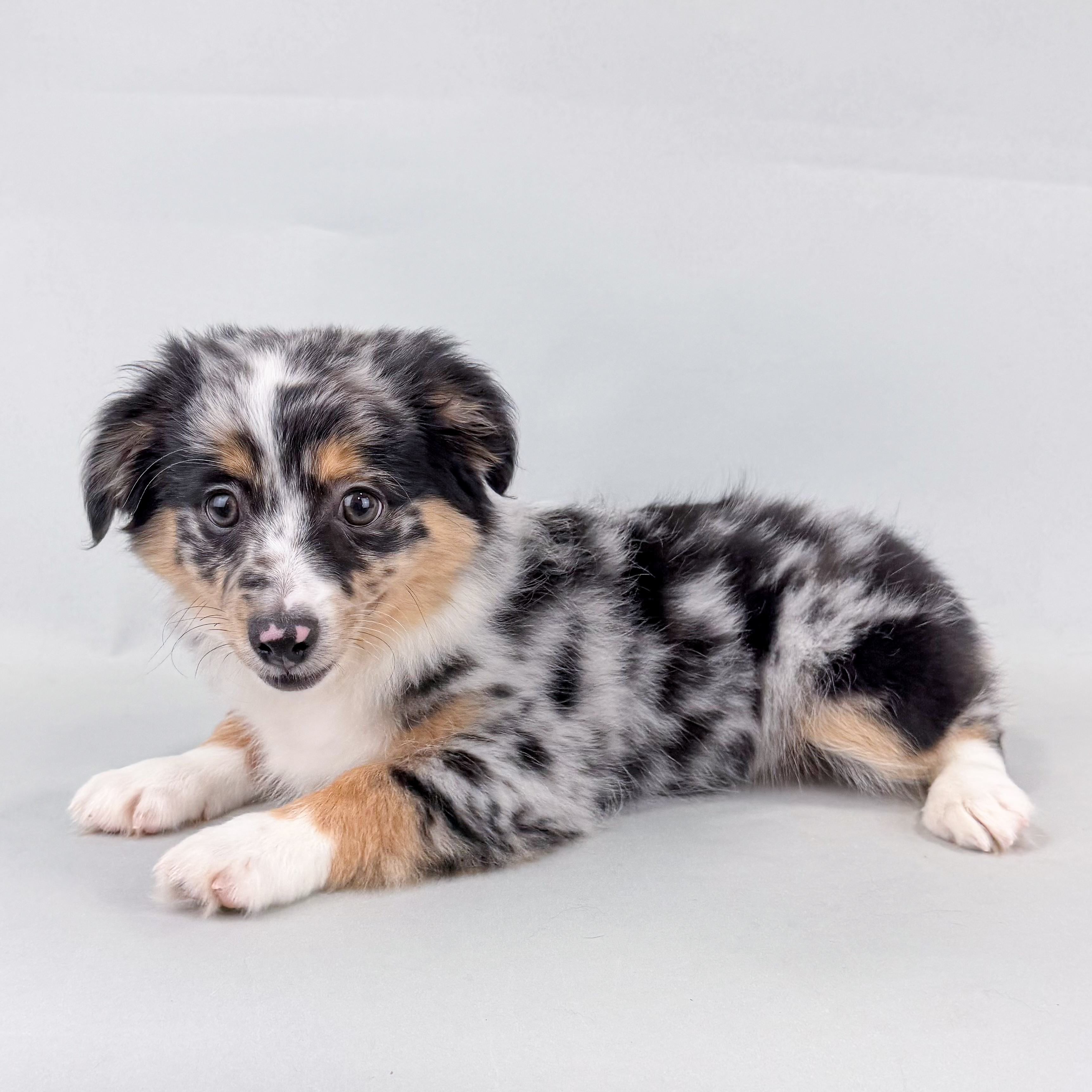 Ripley the Mini Australian Shepherd puppy