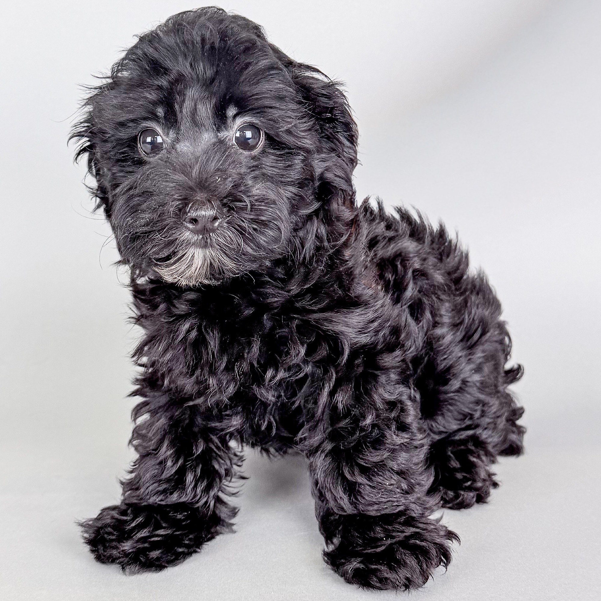 Susan the Yorkiepoo puppy