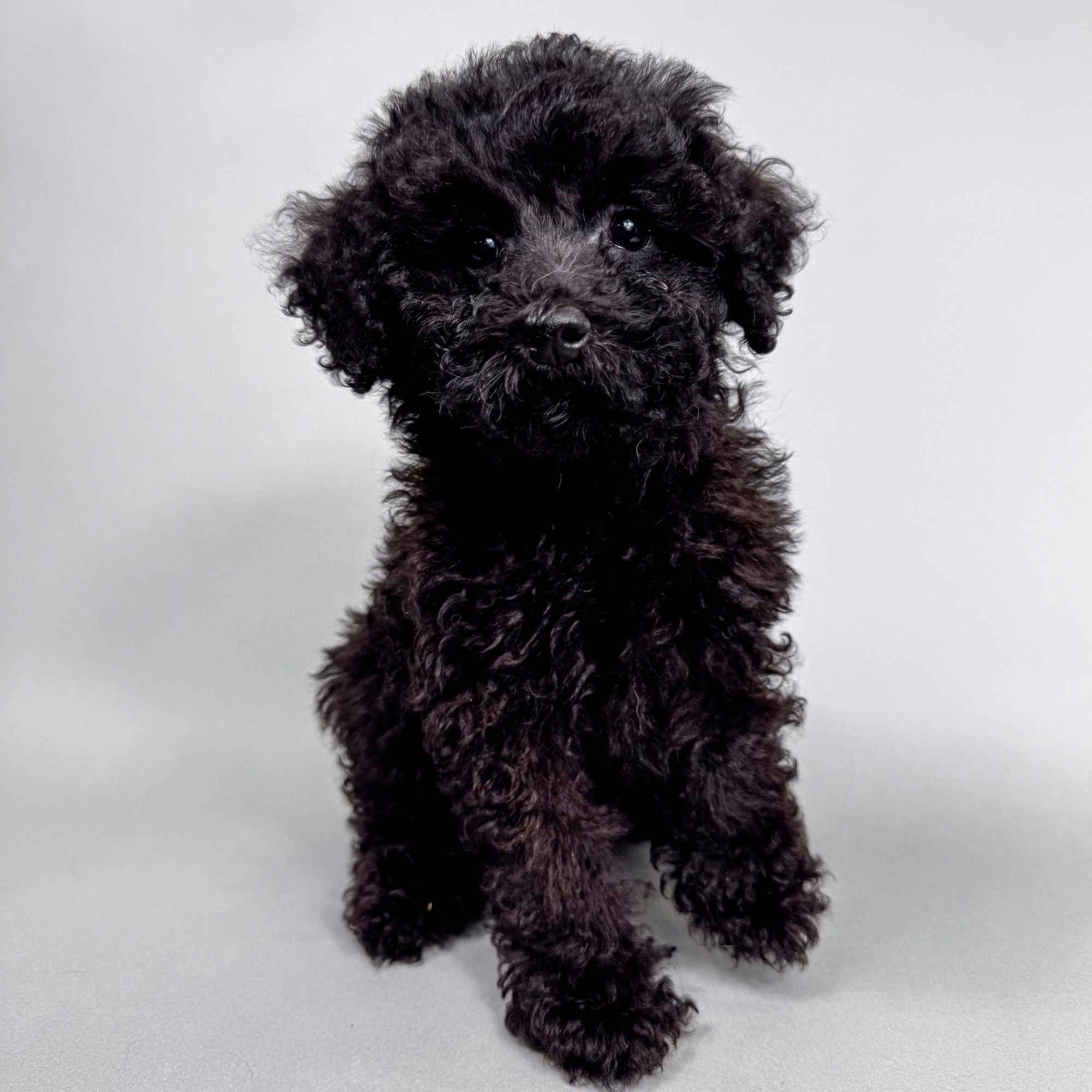 Homer the Mini Poodle puppy