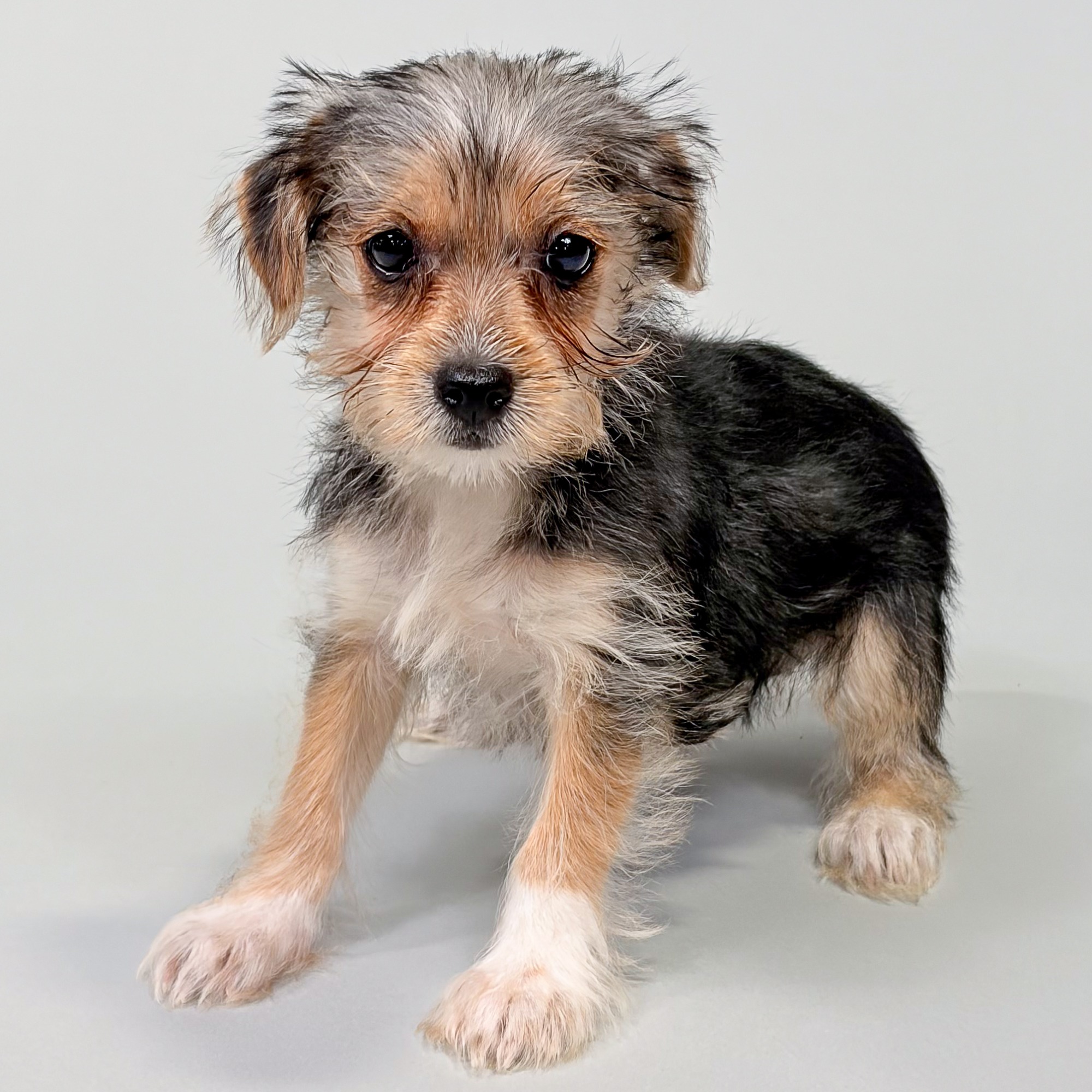 Uinta the Yorkshire Terrier puppy